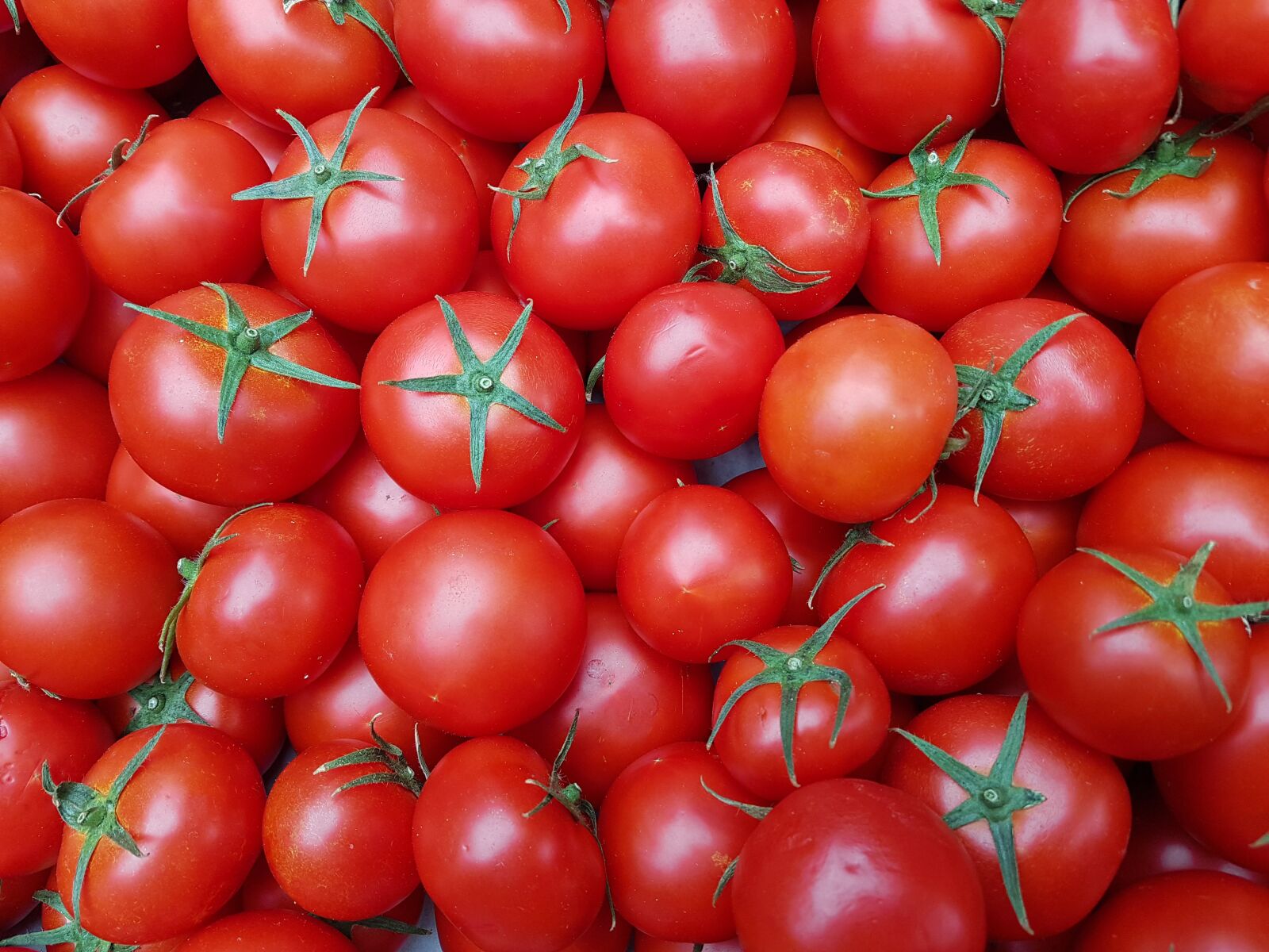 Samsung Galaxy S7 Edge sample photo. Tomatoes, red, food photography