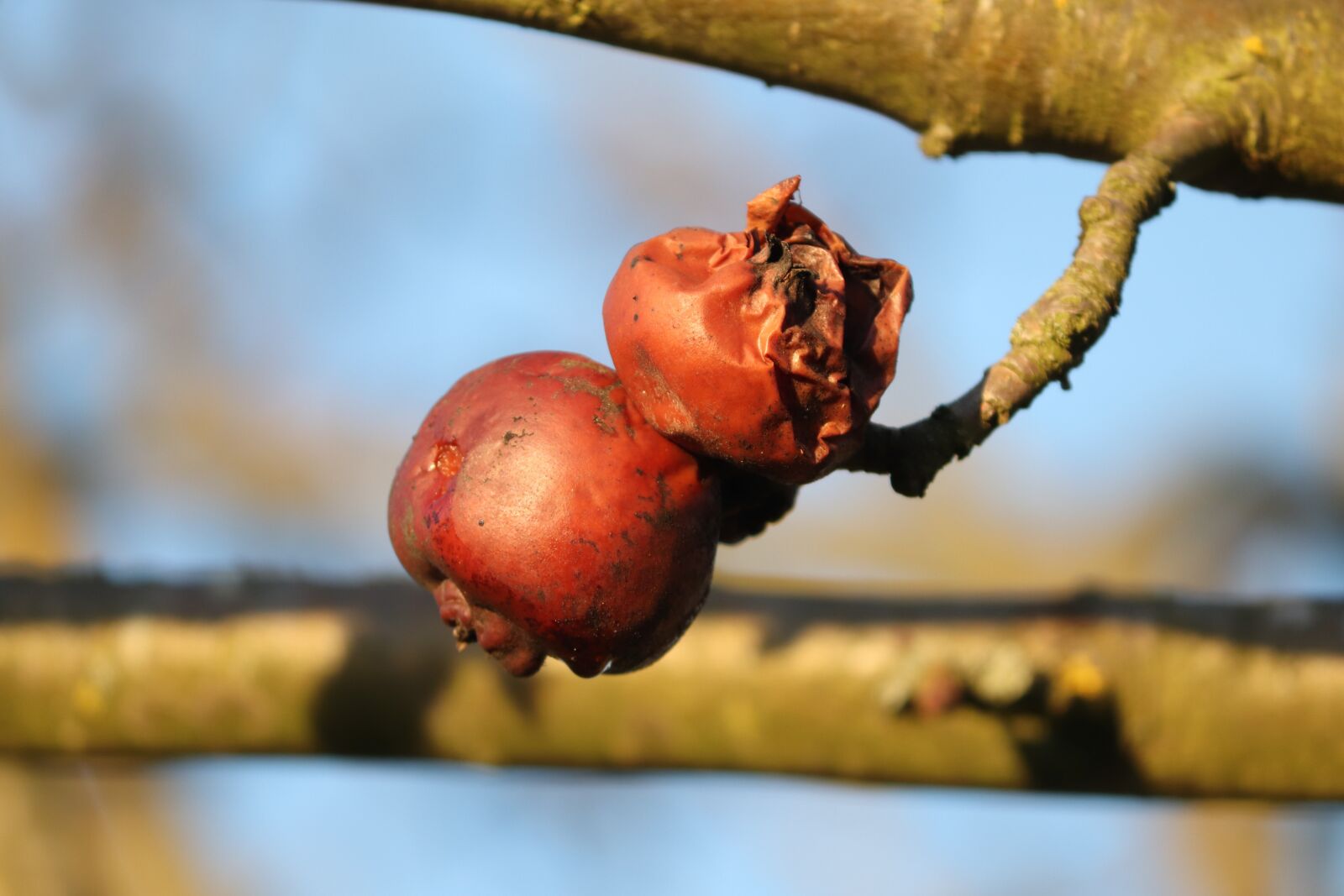 Canon EOS 200D (EOS Rebel SL2 / EOS Kiss X9) sample photo. Apple, rotten, frozen photography