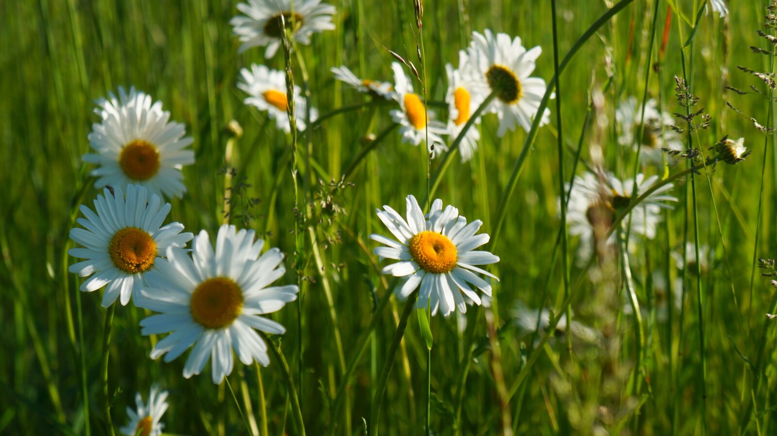 Sony Alpha a3000 + Sony E 18-55mm F3.5-5.6 OSS sample photo. Nature, plants, flowers photography