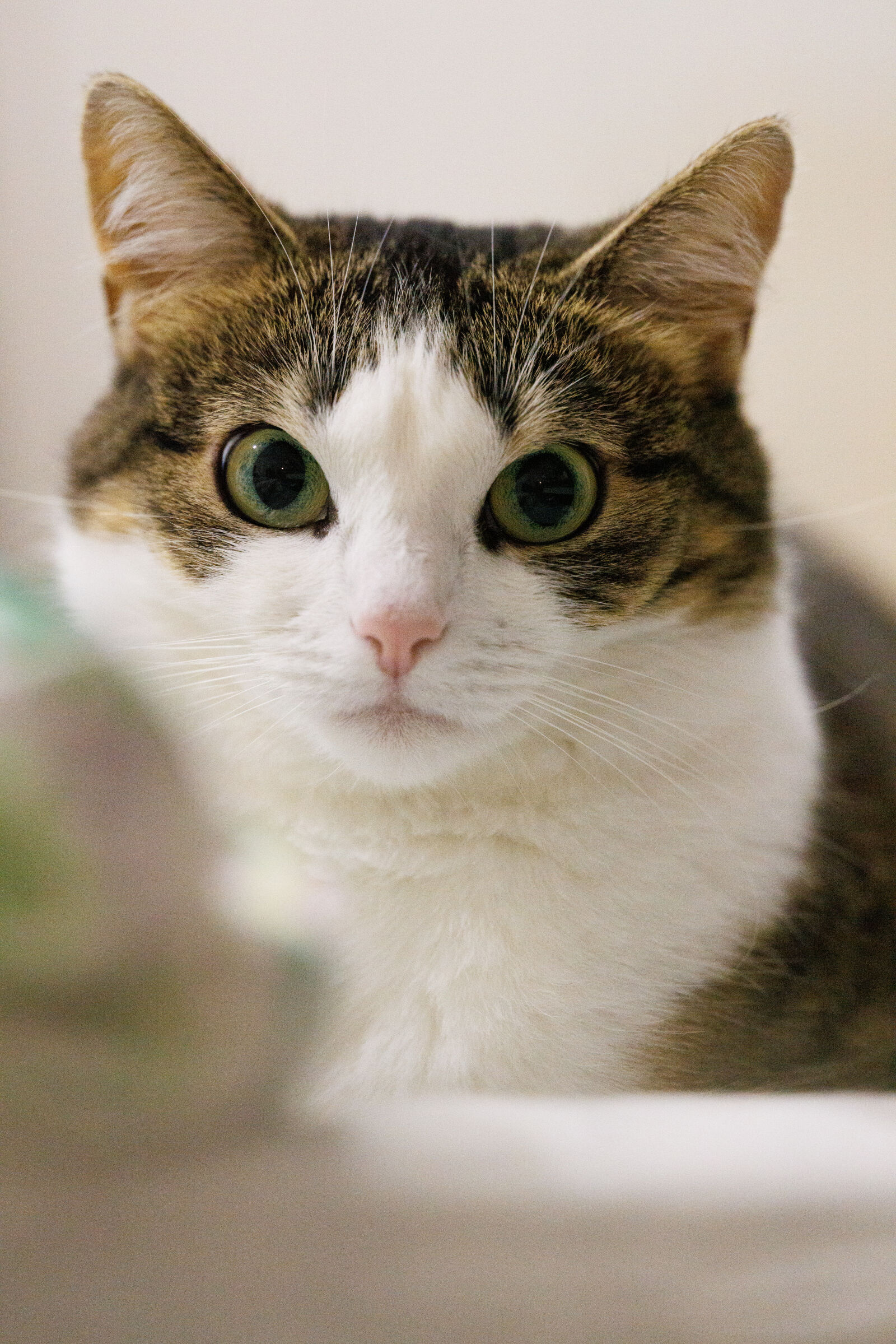Canon RF 400mm F2.8L IS USM sample photo. Cat notice photography
