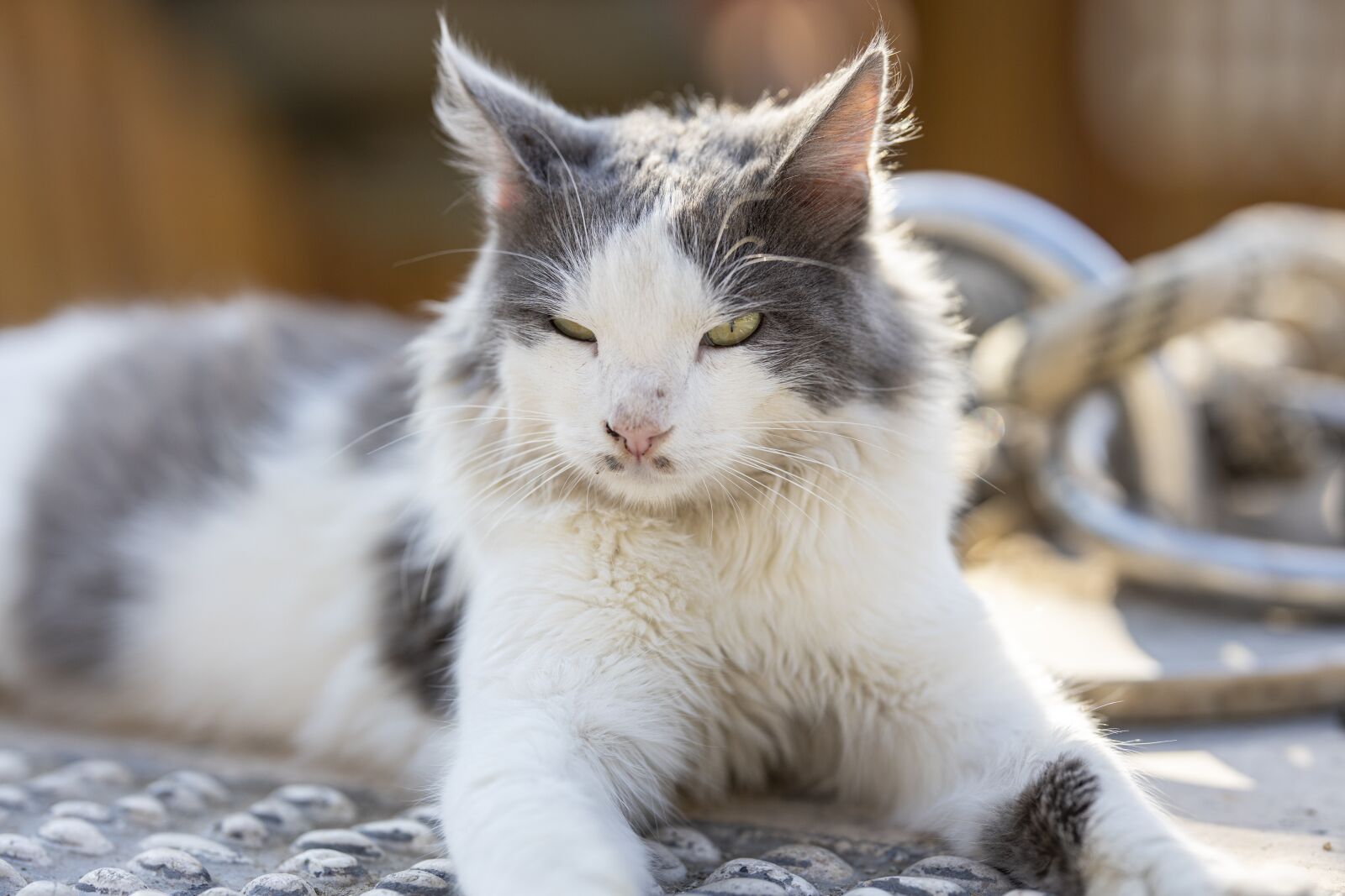 Canon RF 85mm F1.2L USM sample photo. Cat, animal, fur leather photography