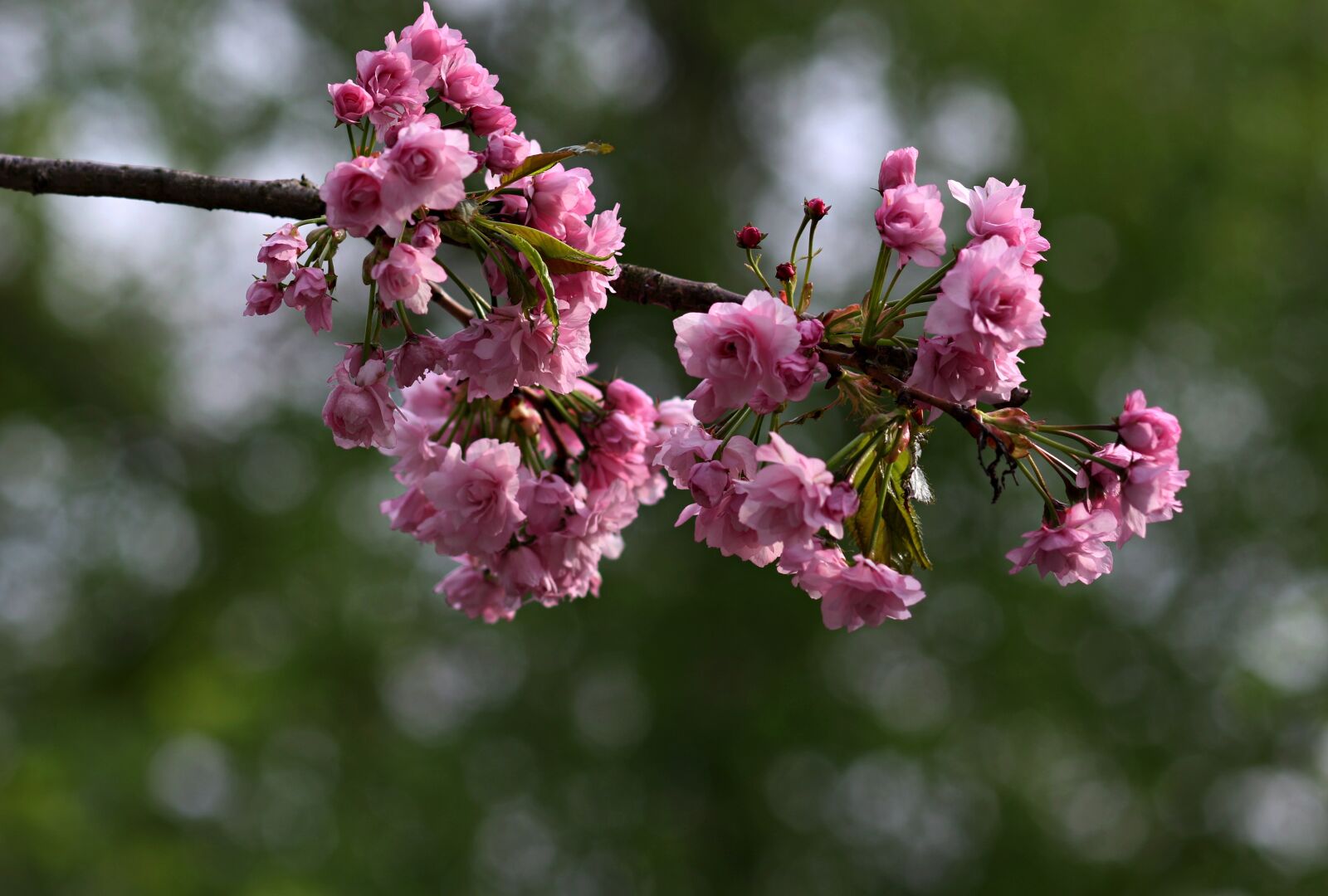 Canon EF 85mm F1.8 USM sample photo. Flower, pink, tree photography