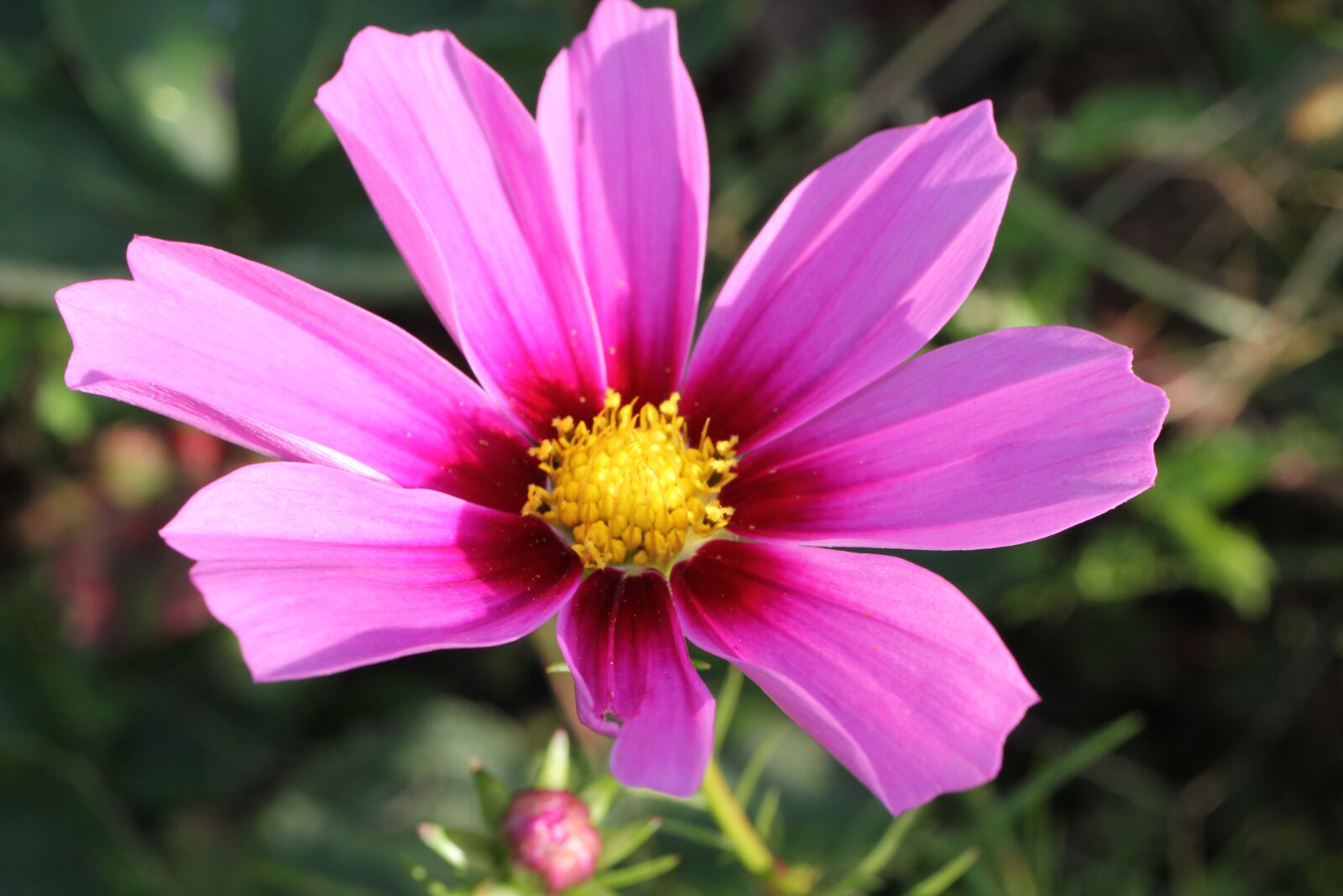 Canon EOS 550D (EOS Rebel T2i / EOS Kiss X4) sample photo. Flower, pink, petals photography