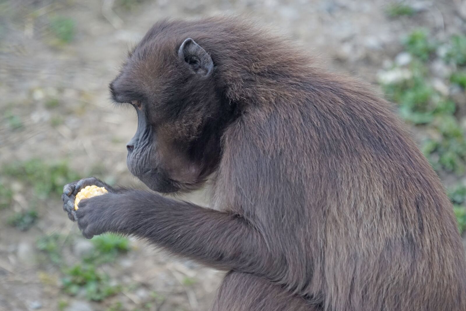 Sony ILCA-77M2 + Sony 70-400mm F4-5.6 G SSM sample photo. Dschelada, monkey, primate photography