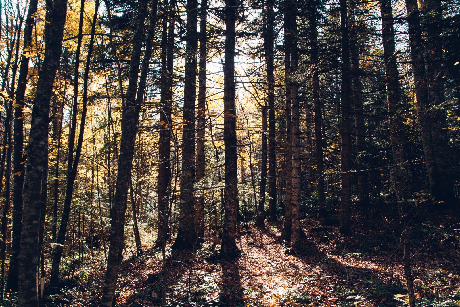 Nikon D800 sample photo. Forest, trees, the trunks photography