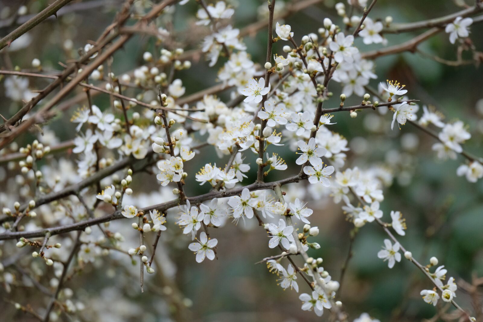 Fujifilm X-T20 sample photo. Spring, blossom, bloom photography