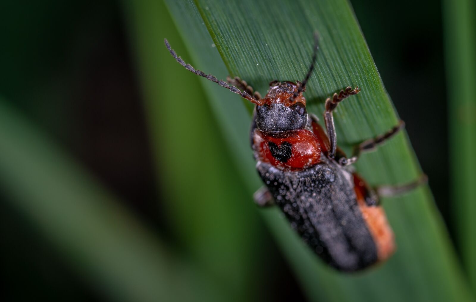 Sony a7R II sample photo. Macro, beetle, insect photography