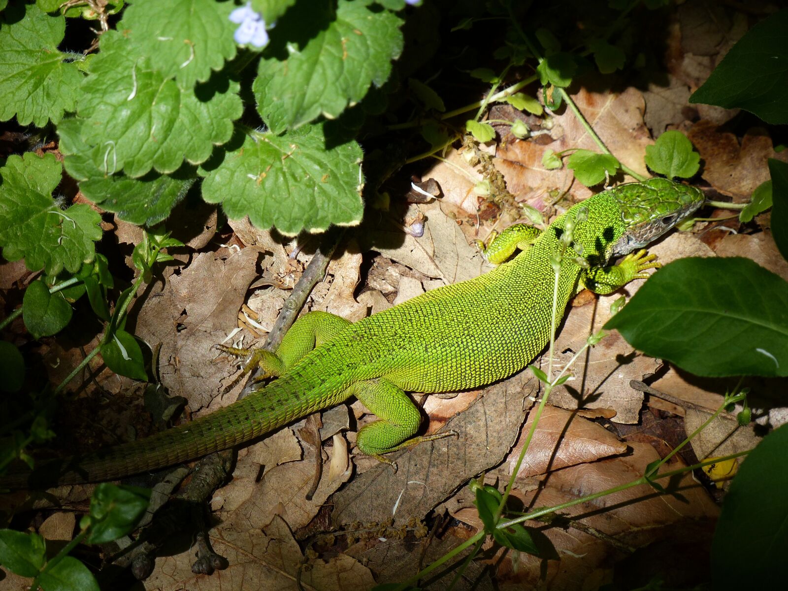 Panasonic Lumix DMC-FZ200 sample photo. Lizard, forest, reptile photography