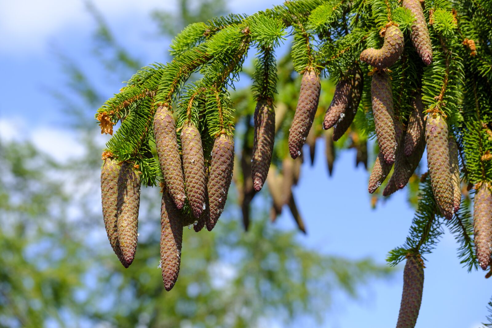 Fujifilm X-T2 + Fujifilm XF 80mm F2.8 R LM OIS WR Macro sample photo. Pine cones, spruce, tap photography
