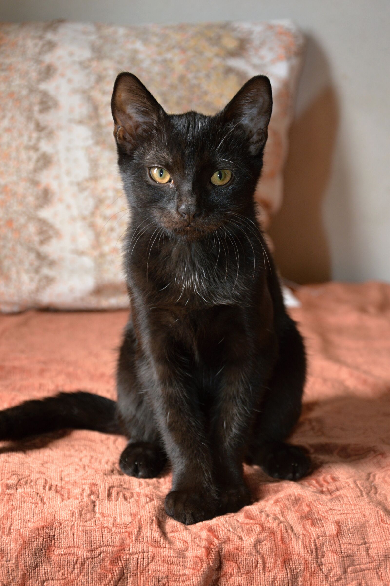 Nikon D3200 sample photo. Cat, black cat, pet photography