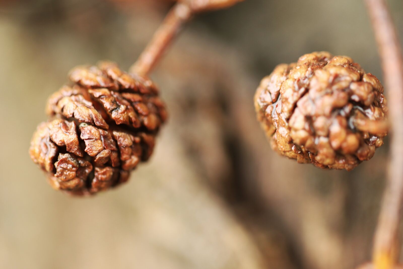 Canon EOS 7D Mark II sample photo. Pinecone, nature, forest photography