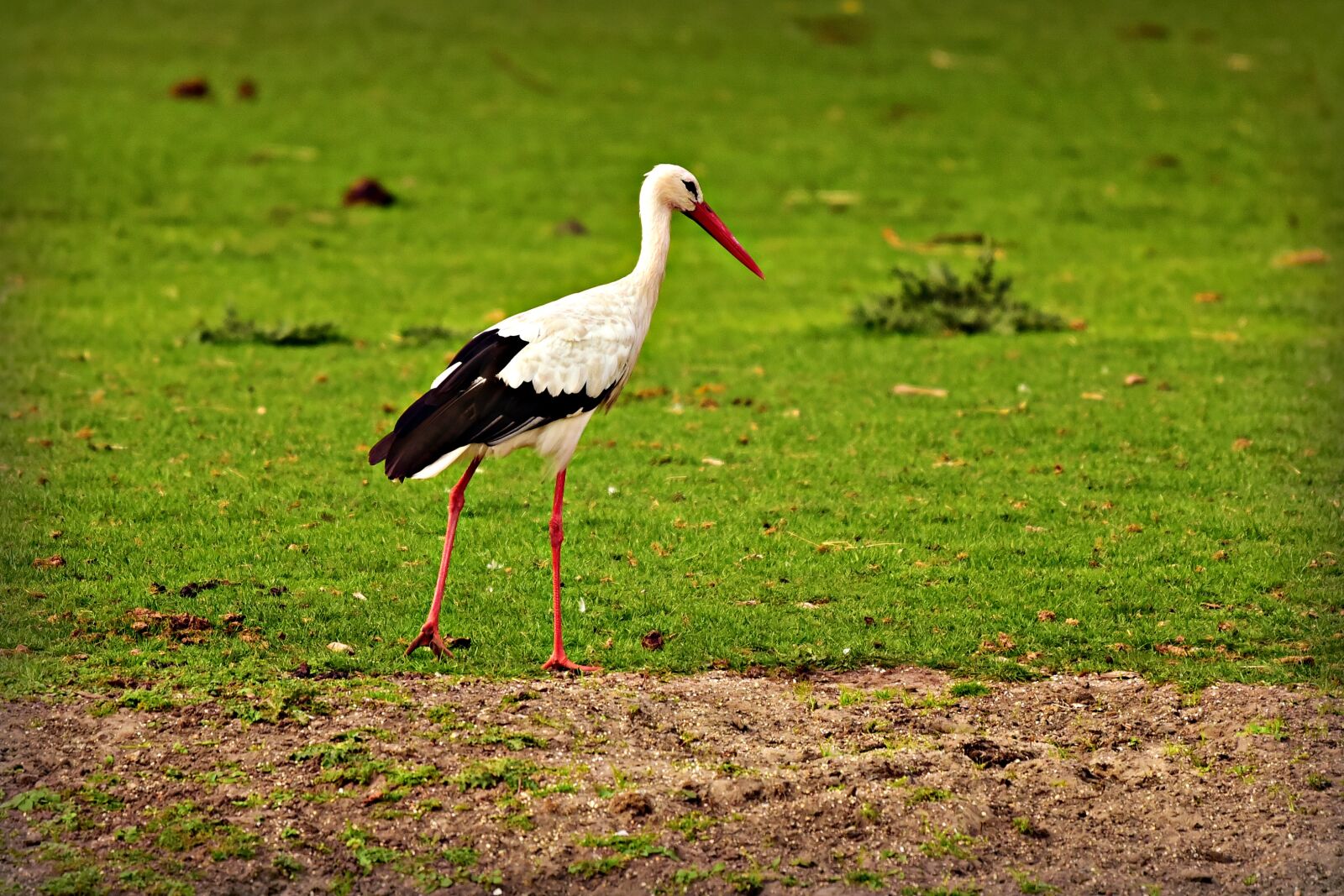 Nikon D750 sample photo. Stork, bird, animal photography