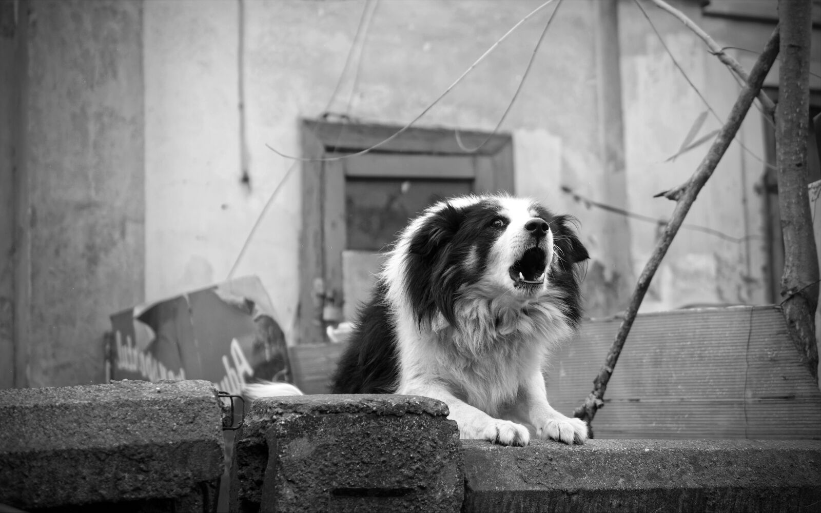 Nikon D5300 sample photo. Dog, barking, fence photography