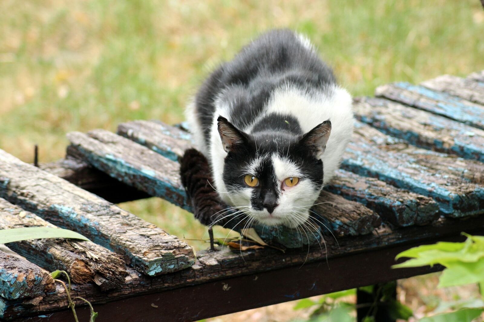 Canon EOS 1200D (EOS Rebel T5 / EOS Kiss X70 / EOS Hi) sample photo. Cat, dachowiec, animal photography