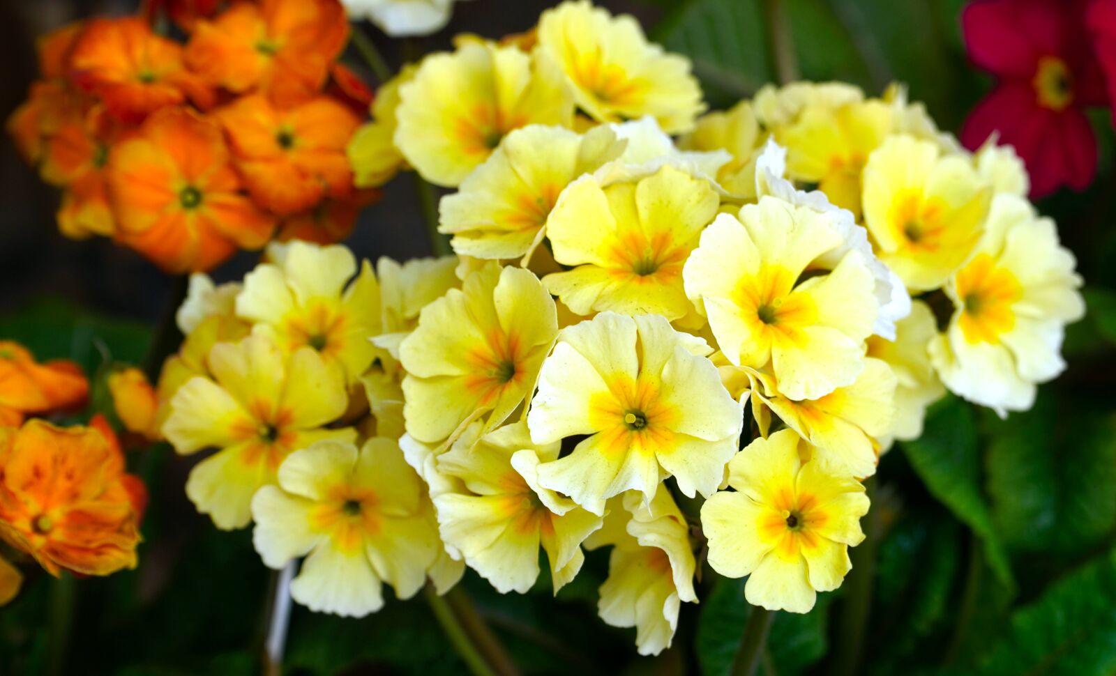 Sony E PZ 18-105mm F4 G OSS sample photo. Primroses, blossom, bloom photography