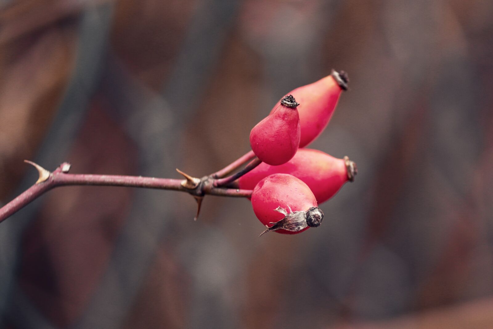 Canon EOS 200D (EOS Rebel SL2 / EOS Kiss X9) sample photo. Rose hip, bush, rosebush photography