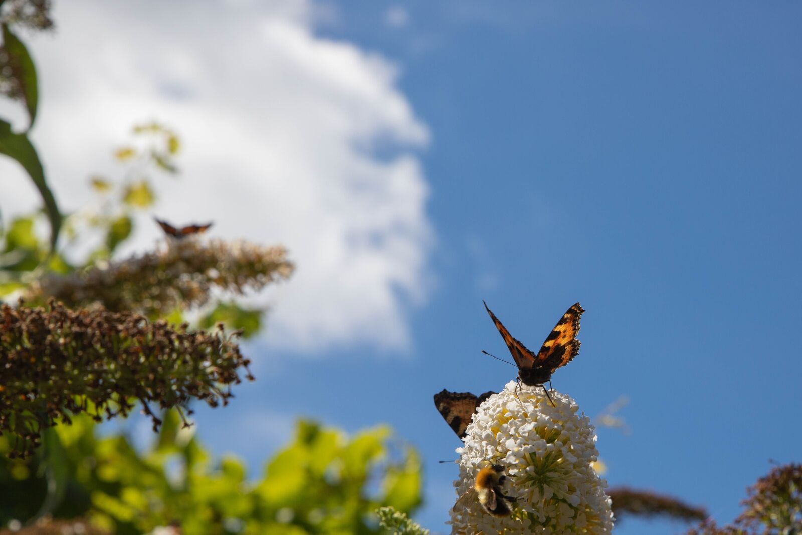 Canon EOS 6D Mark II sample photo. Butterfly, butterfly bush, bug photography