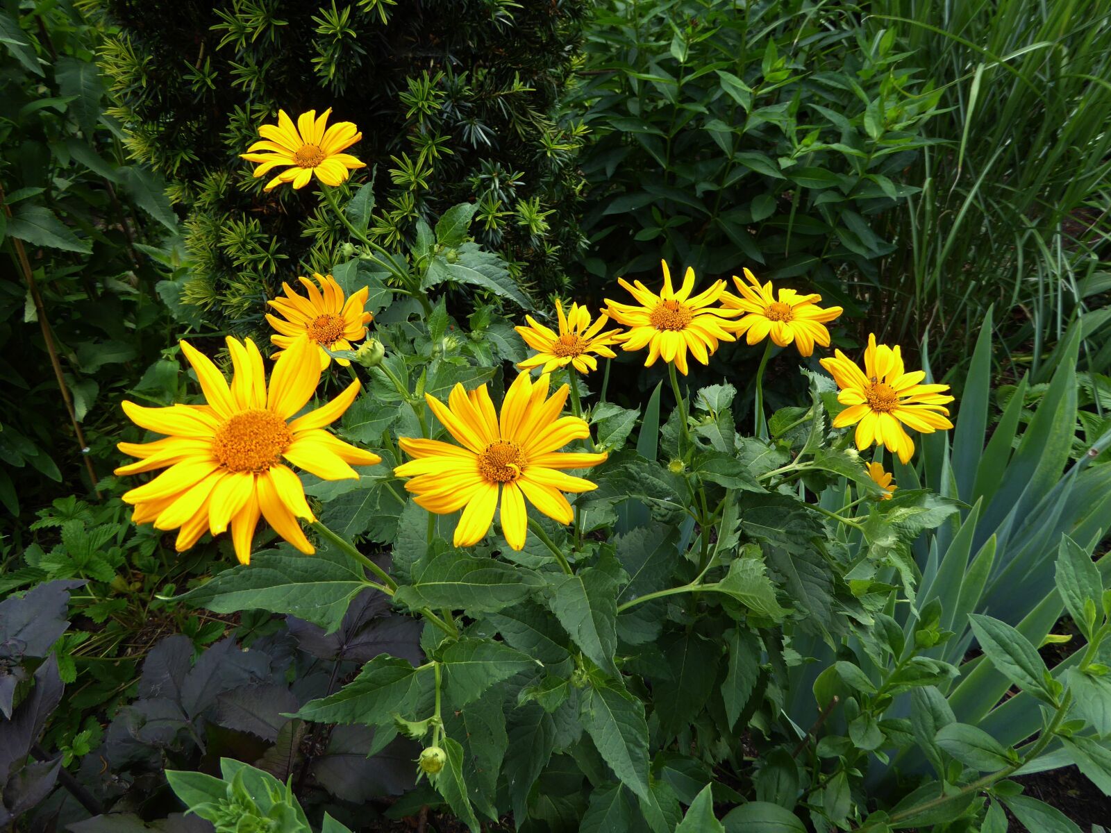 Panasonic DMC-TZ61 sample photo. Yellow flowers, yellow, close photography