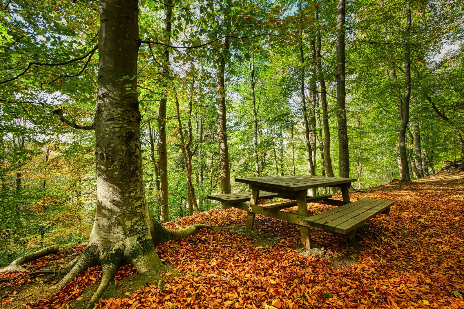 Panasonic Lumix DMC-GX8 sample photo. Forest, bank, table photography