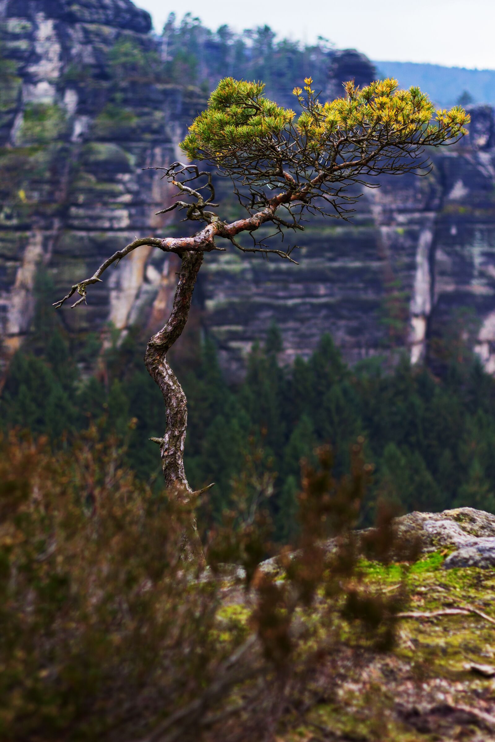 Canon EOS 600D (Rebel EOS T3i / EOS Kiss X5) + Canon EF 50mm F1.8 STM sample photo. Tree, mountain, landscape photography