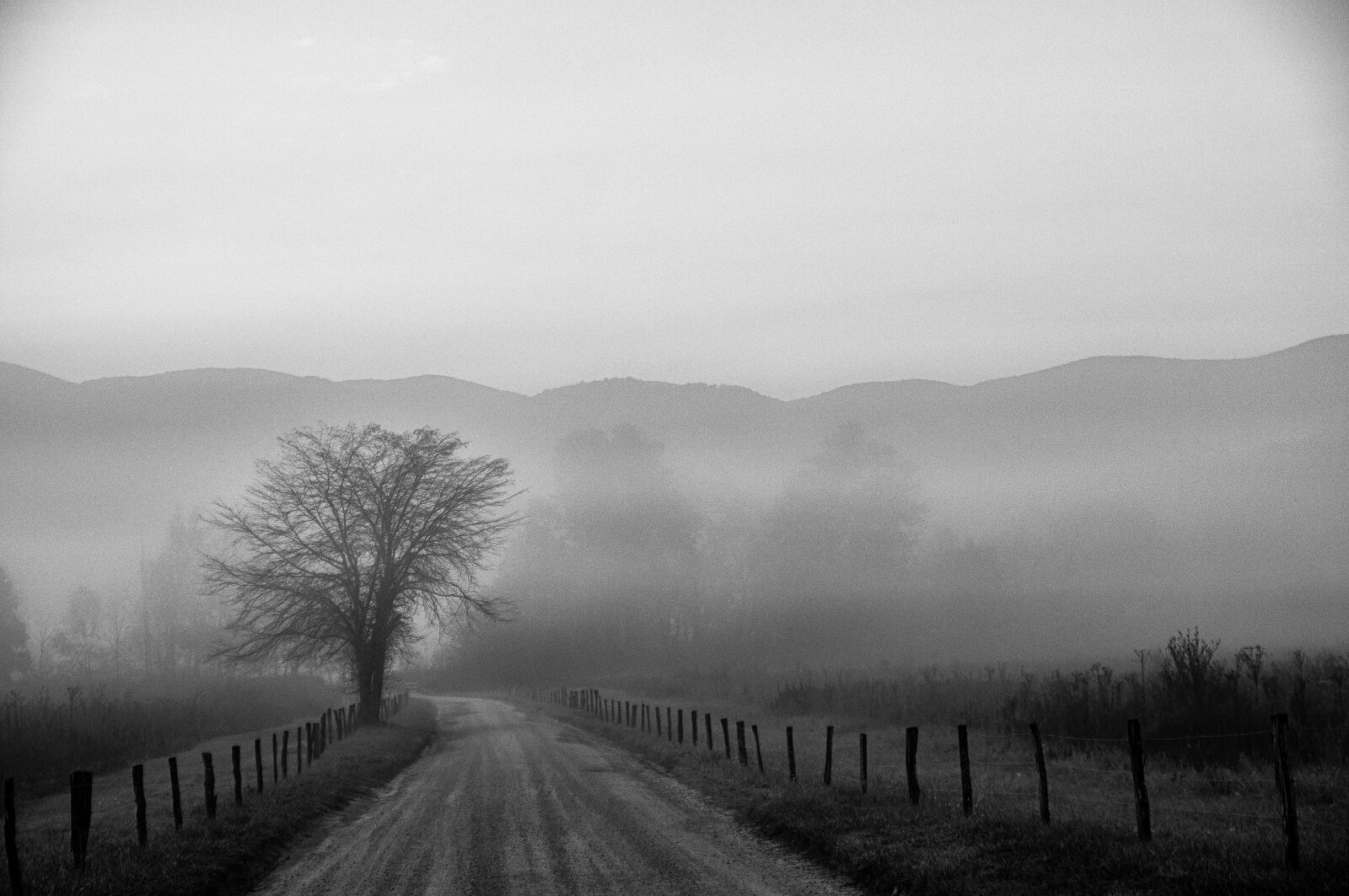 Nikon D300 sample photo. Tree, road, landscape photography
