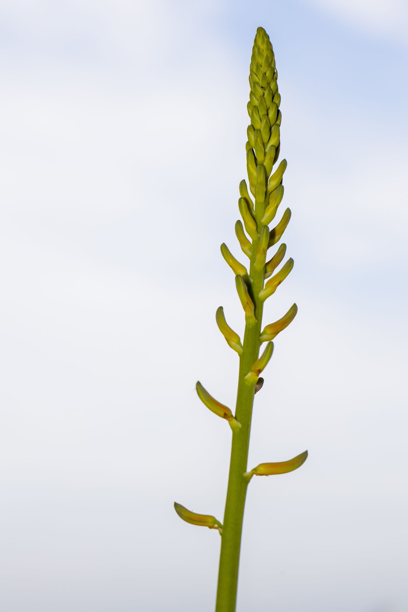 Canon EOS R sample photo. Aloe vera, bud, nature photography