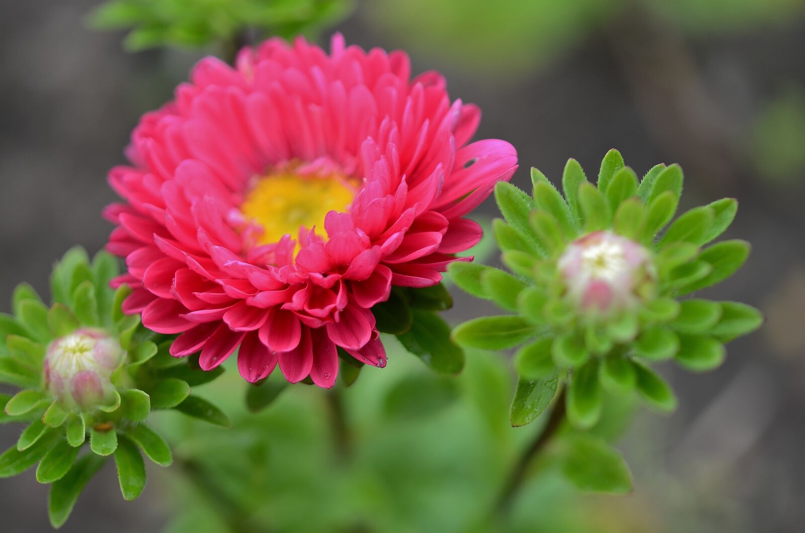 Nikon D7000 sample photo. Flower, natur, spring photography