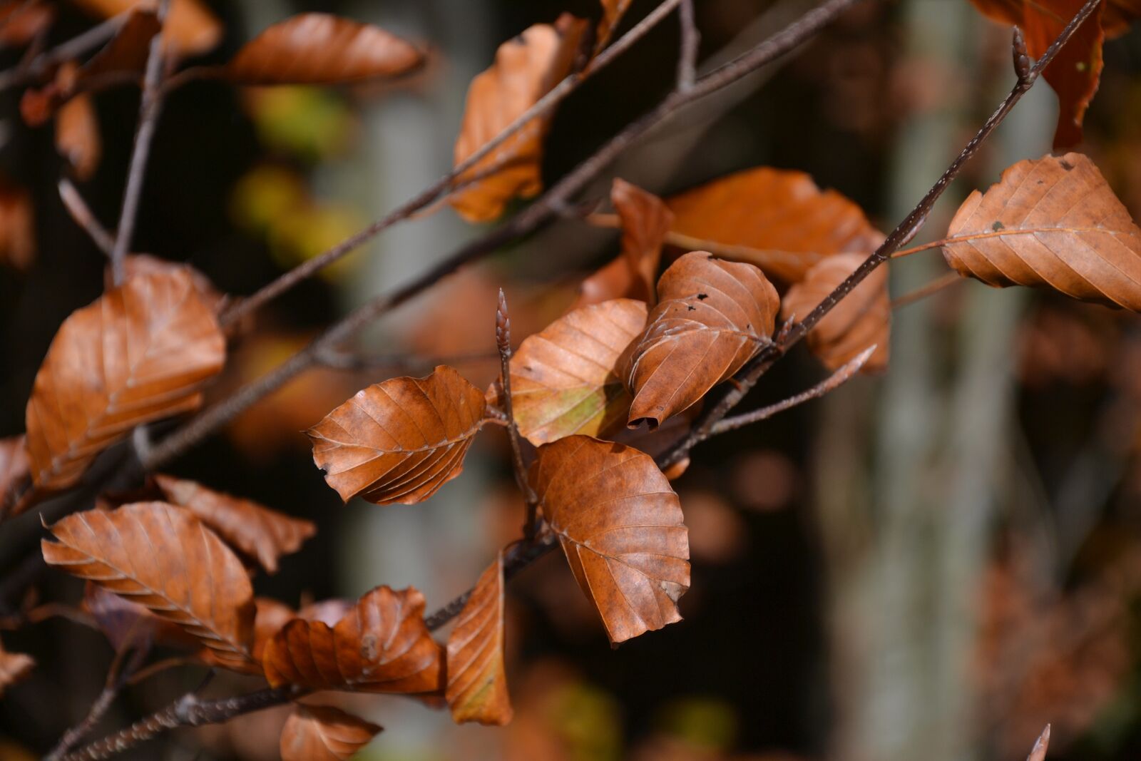 Nikon D3100 sample photo. Autumn, fall foliage, fall photography