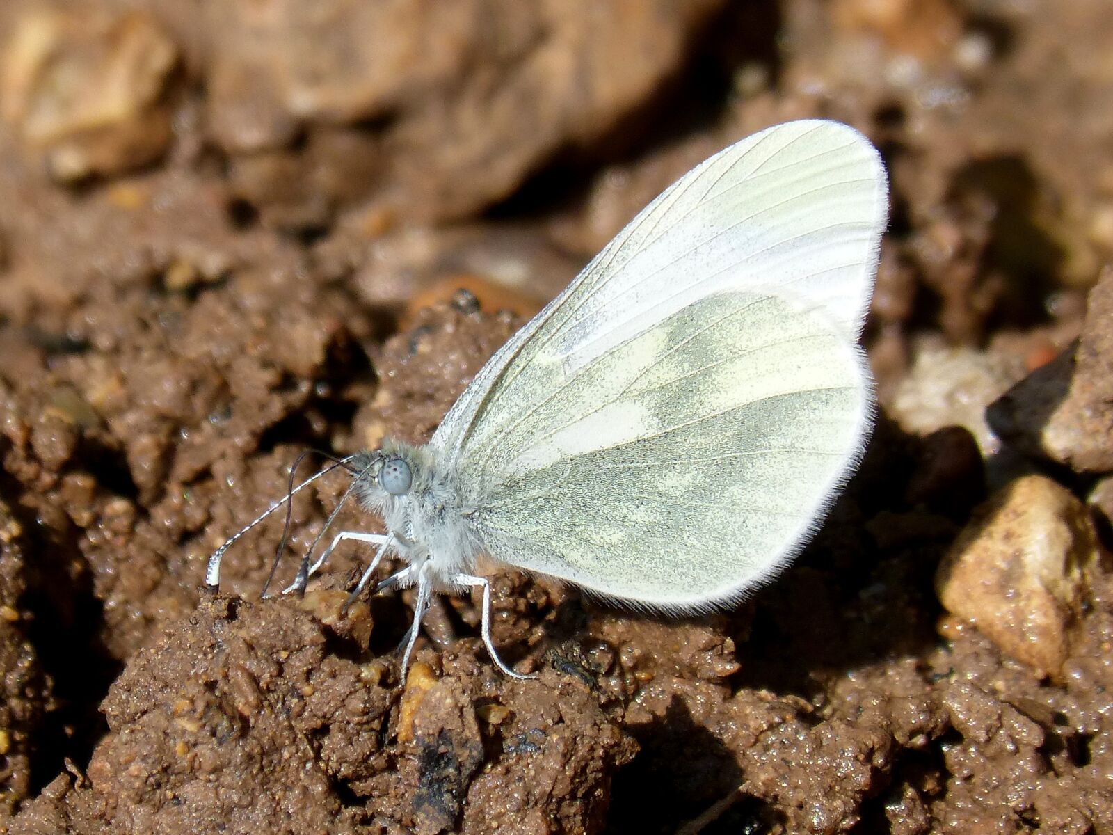 Panasonic DMC-FZ62 sample photo. Butterfly, pieris rapae, blanquita photography