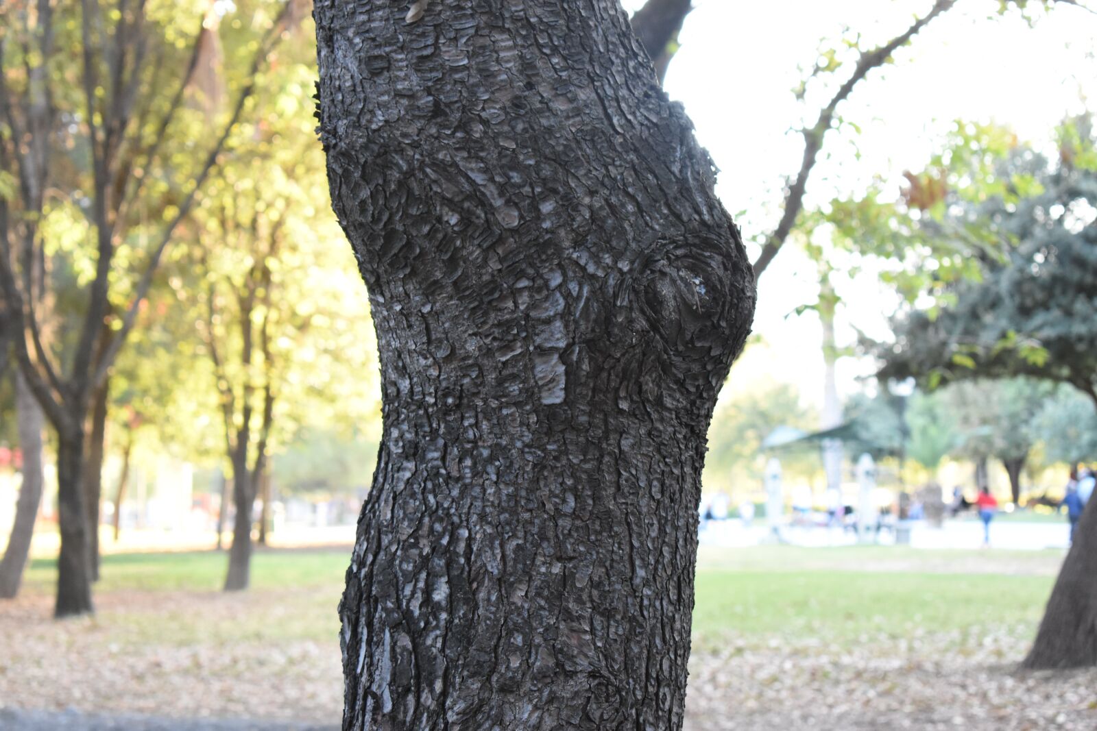 Nikon D3500 sample photo. Trunk, shadows, tree photography