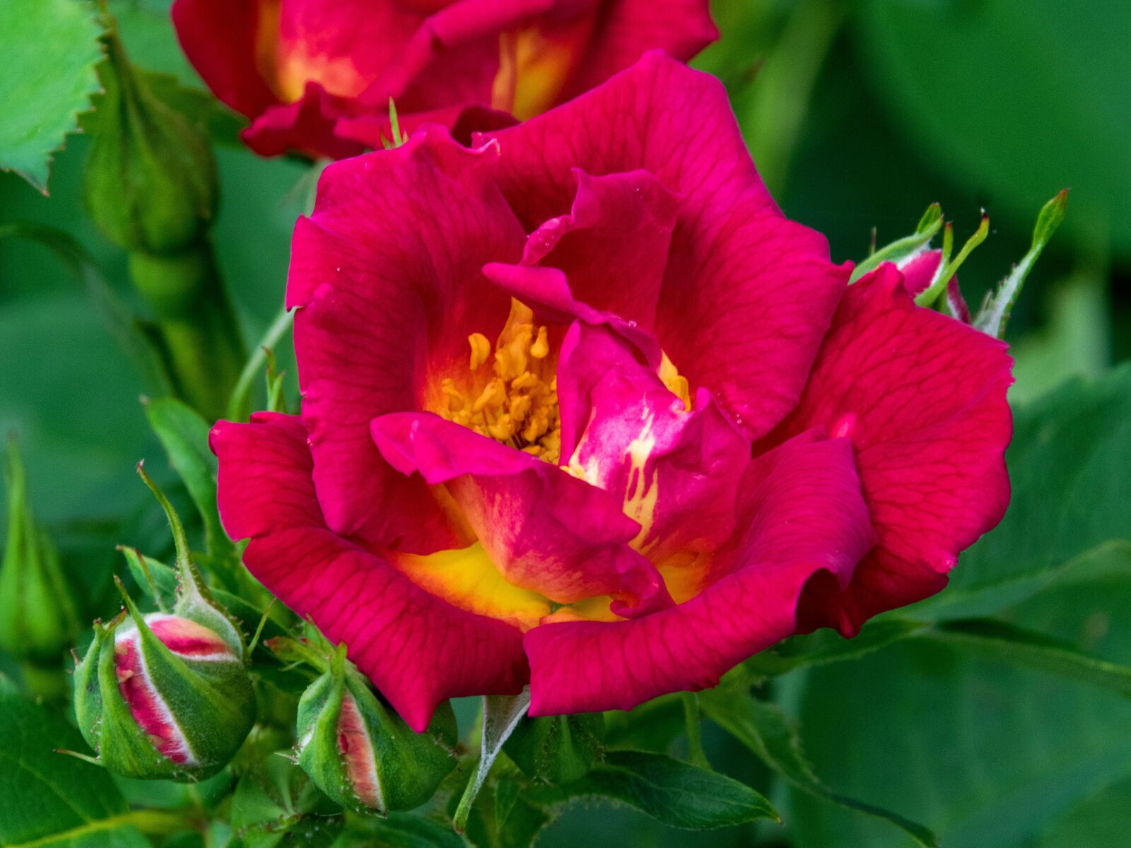 Nikon D5300 sample photo. Rose, away he senses photography