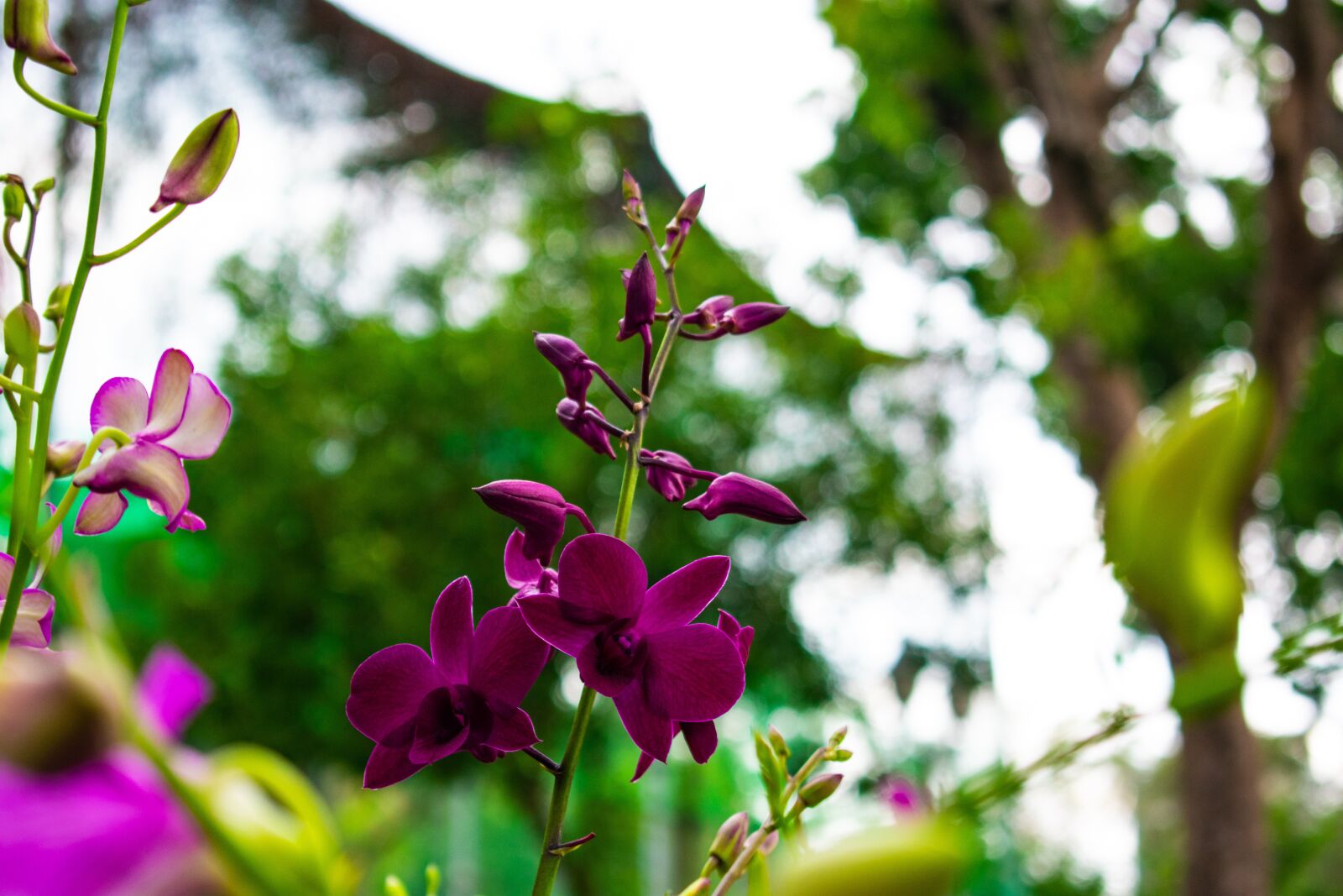 Nikon D3400 sample photo. Flowers, nature, green photography