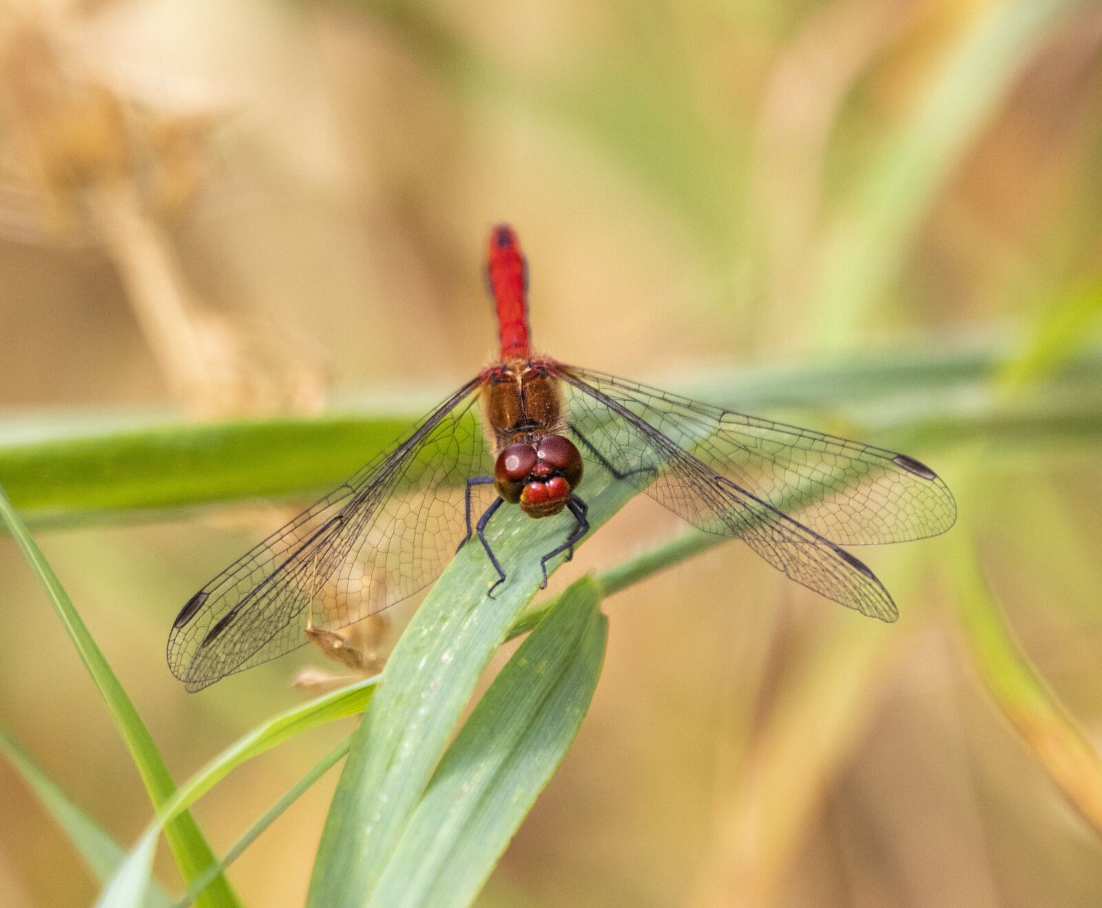 Sigma 100-400mm F5-6.3 DG OS HSM sample photo. Ruddy-darter, dragonfly, nature photography