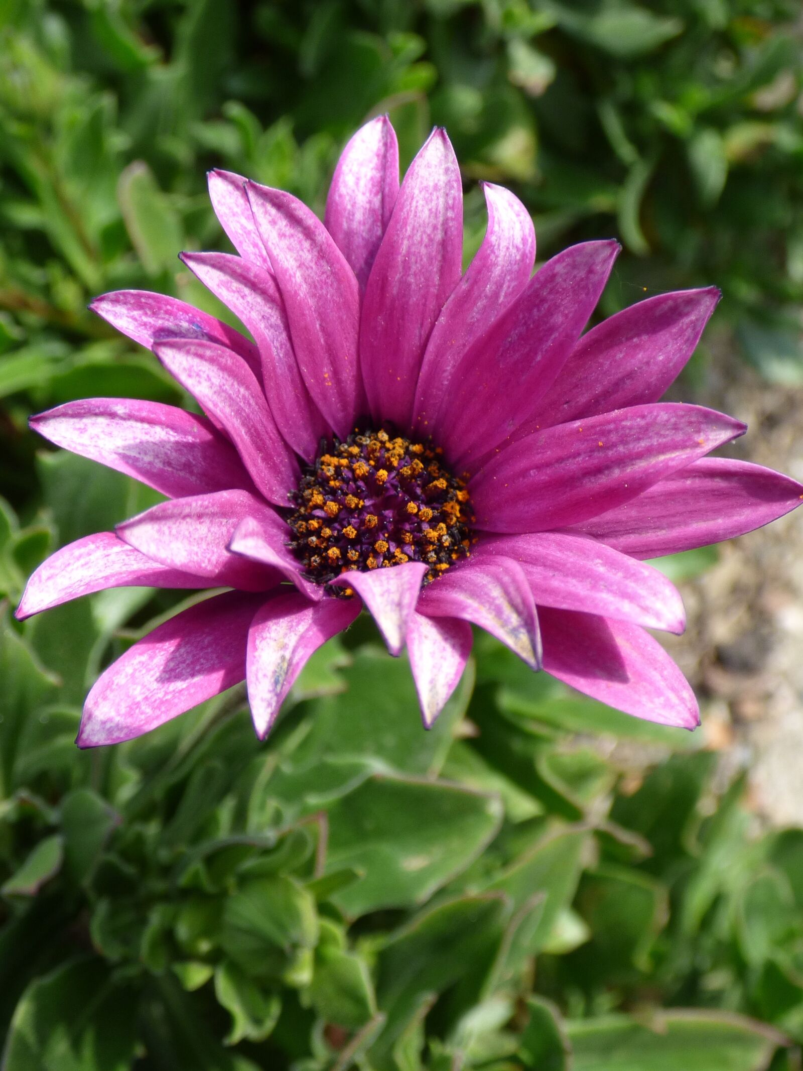 Panasonic Lumix DMC-FZ70 sample photo. Flower, purple flower, daisy photography
