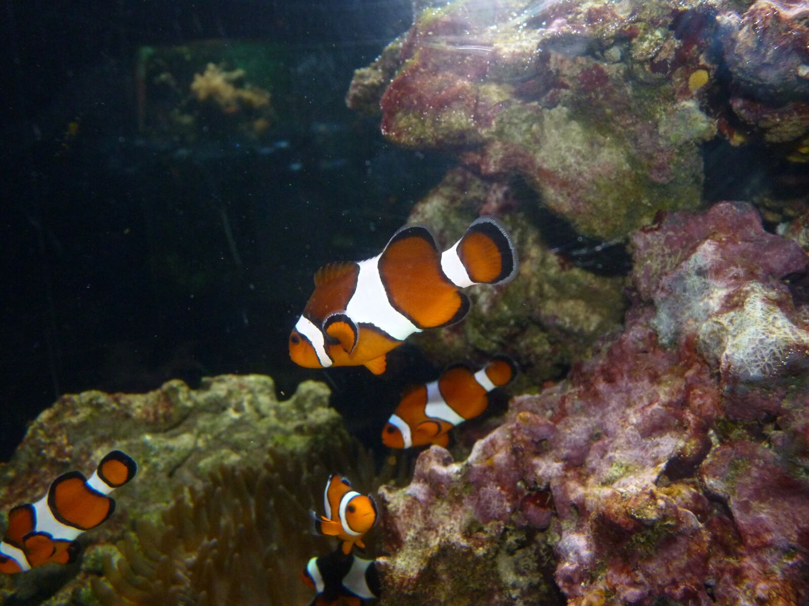 Panasonic Lumix DMC-FZ35 (Lumix DMC-FZ38) sample photo. Clownfish, błazenek, nemo photography