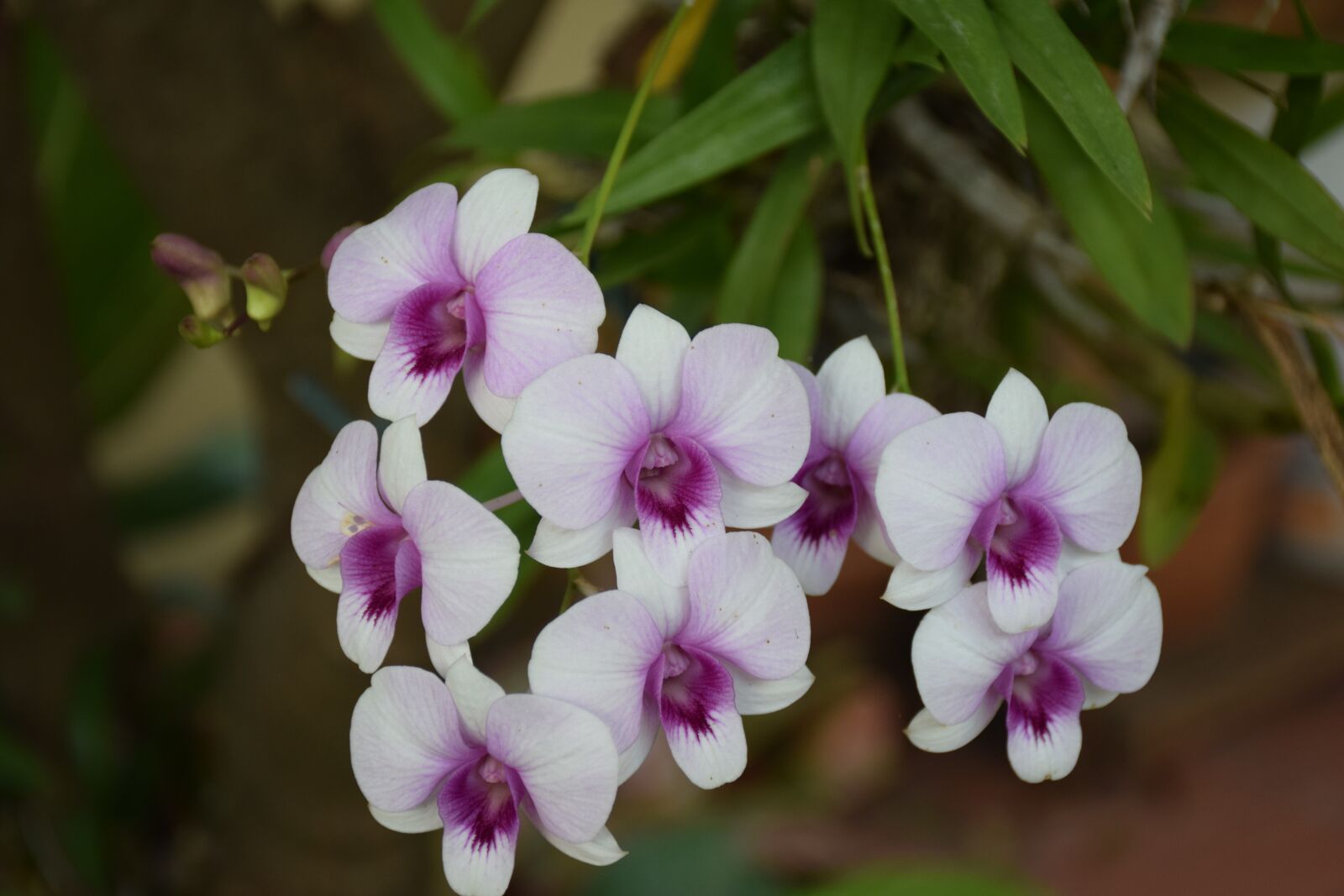 Nikon D5300 sample photo. Orchid, purple white, flowers photography