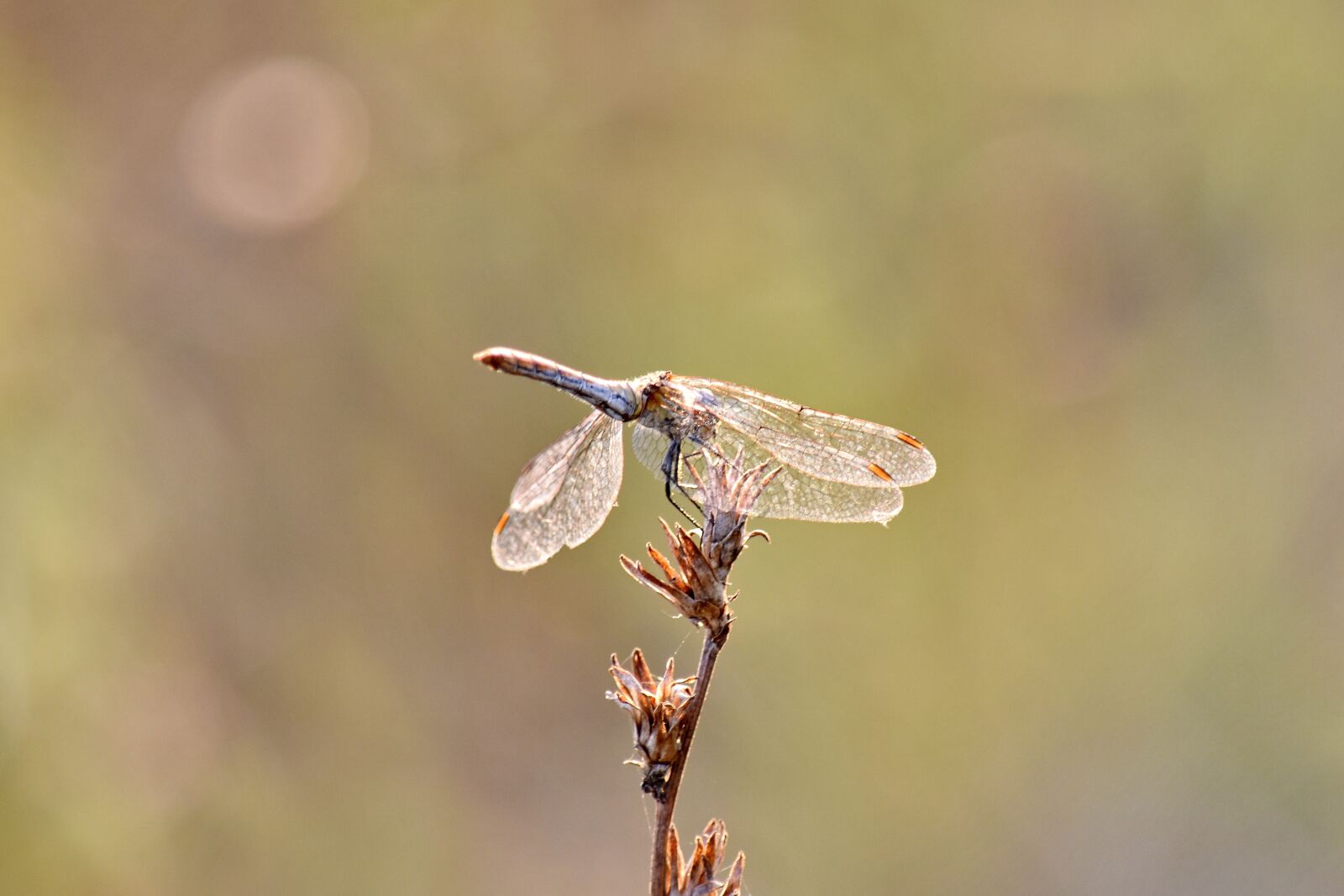 Nikon D5500 sample photo. Dragonfly, summer season, sunrays photography