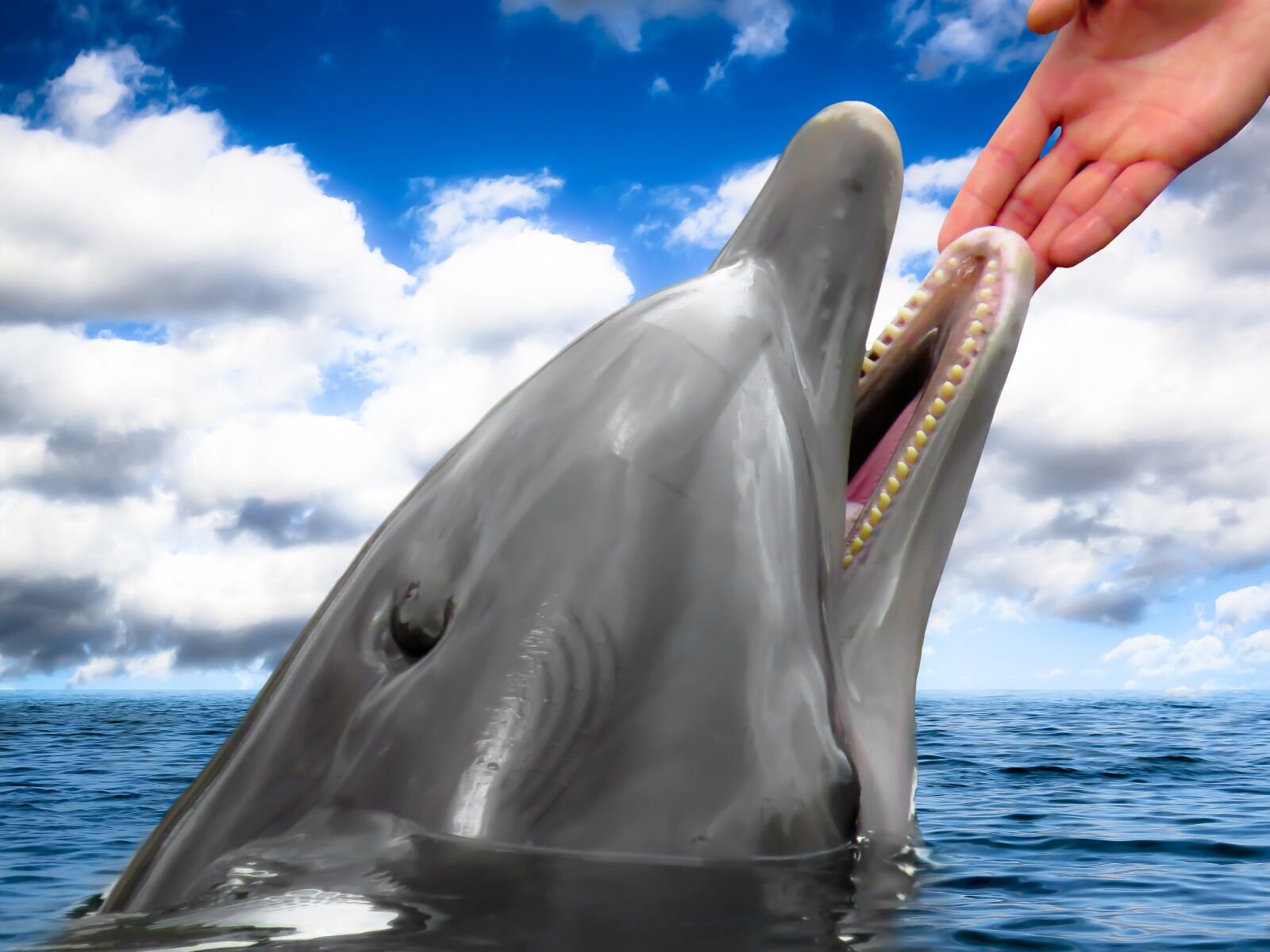 Canon PowerShot SX50 HS sample photo. Dolphin, mammal, hand photography