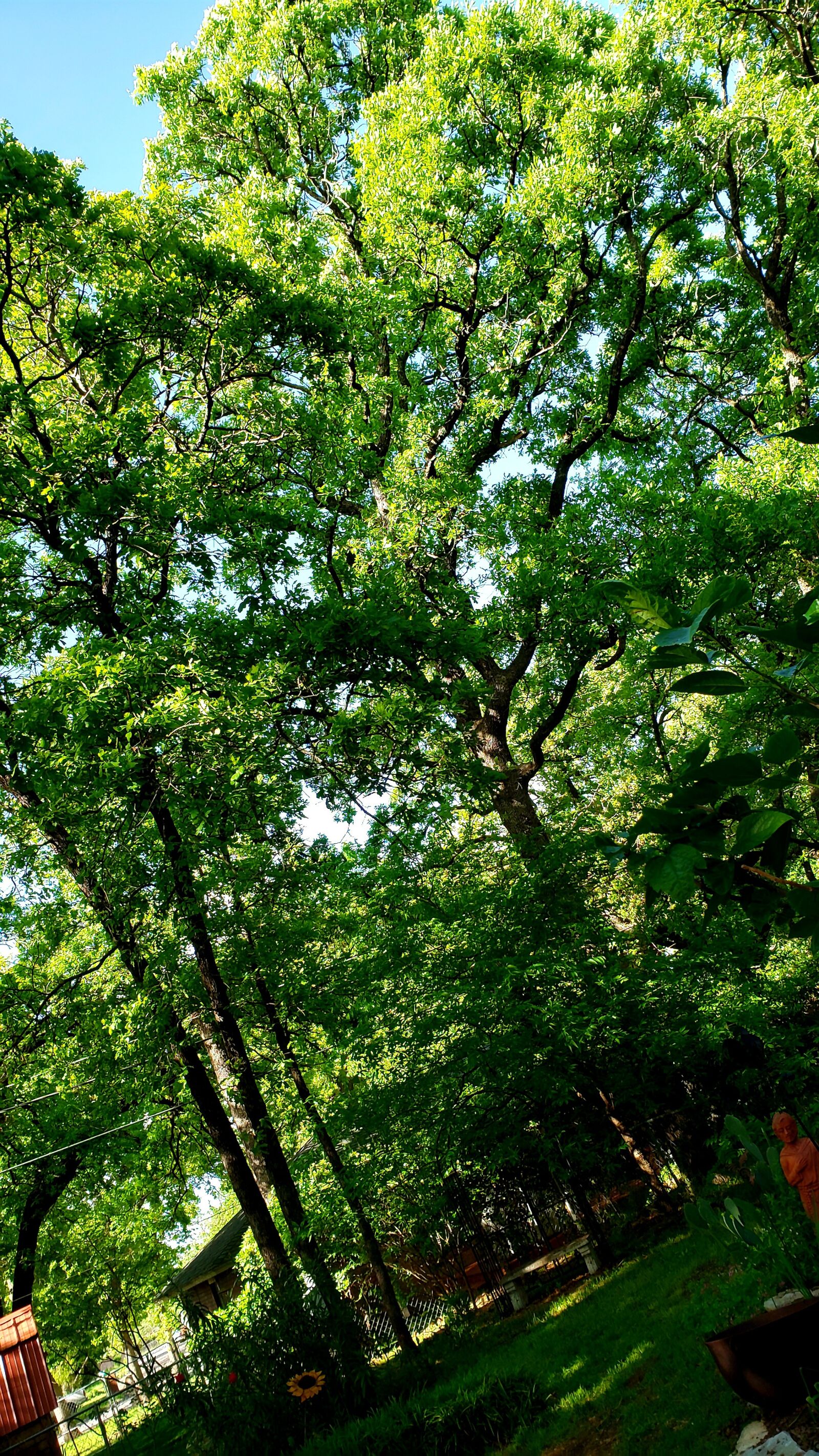 Samsung Galaxy S9 sample photo. Trees, bright, green photography