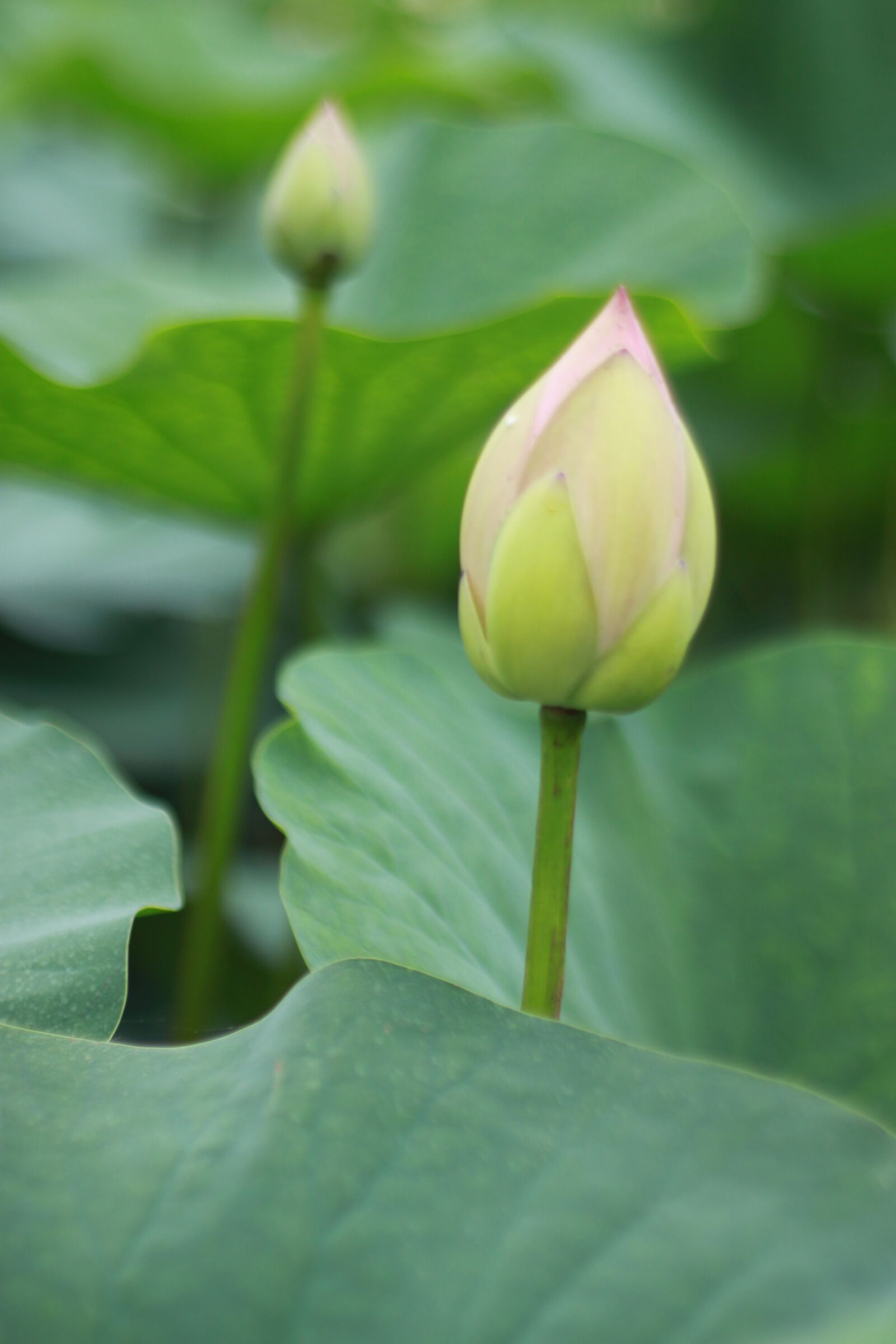 Canon EOS 500D (EOS Rebel T1i / EOS Kiss X3) sample photo. Kite, lotus, water lilies photography