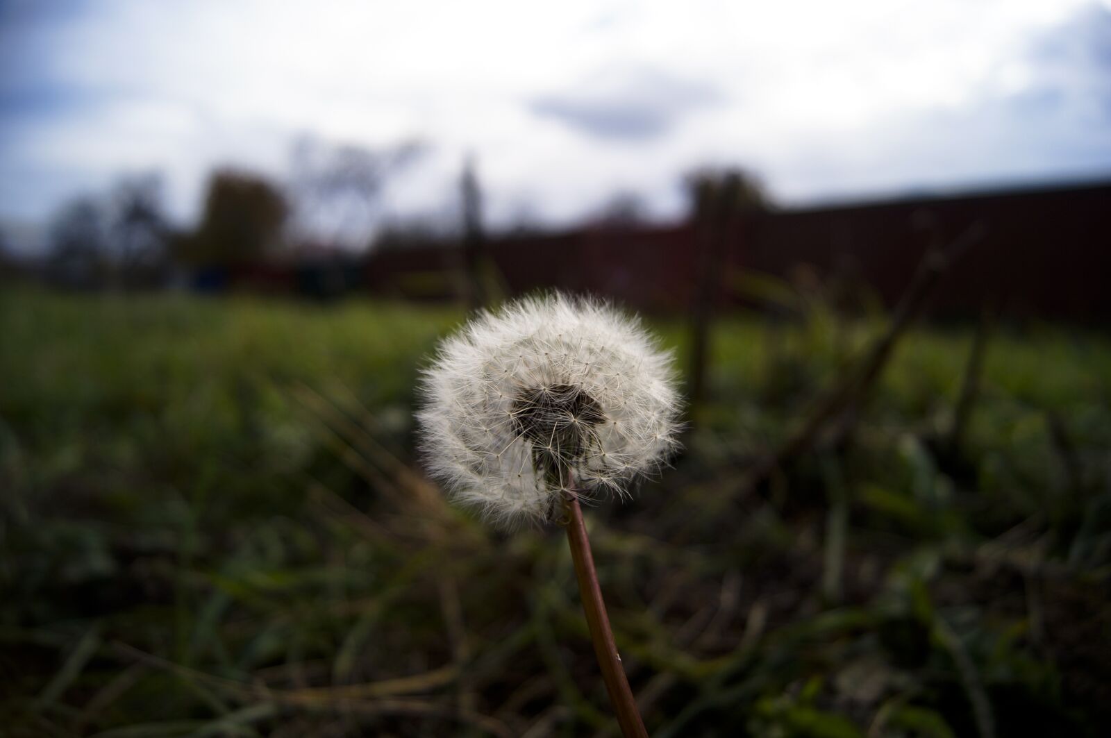 Sony SLT-A37 sample photo. Dandelion, autumn, grass photography