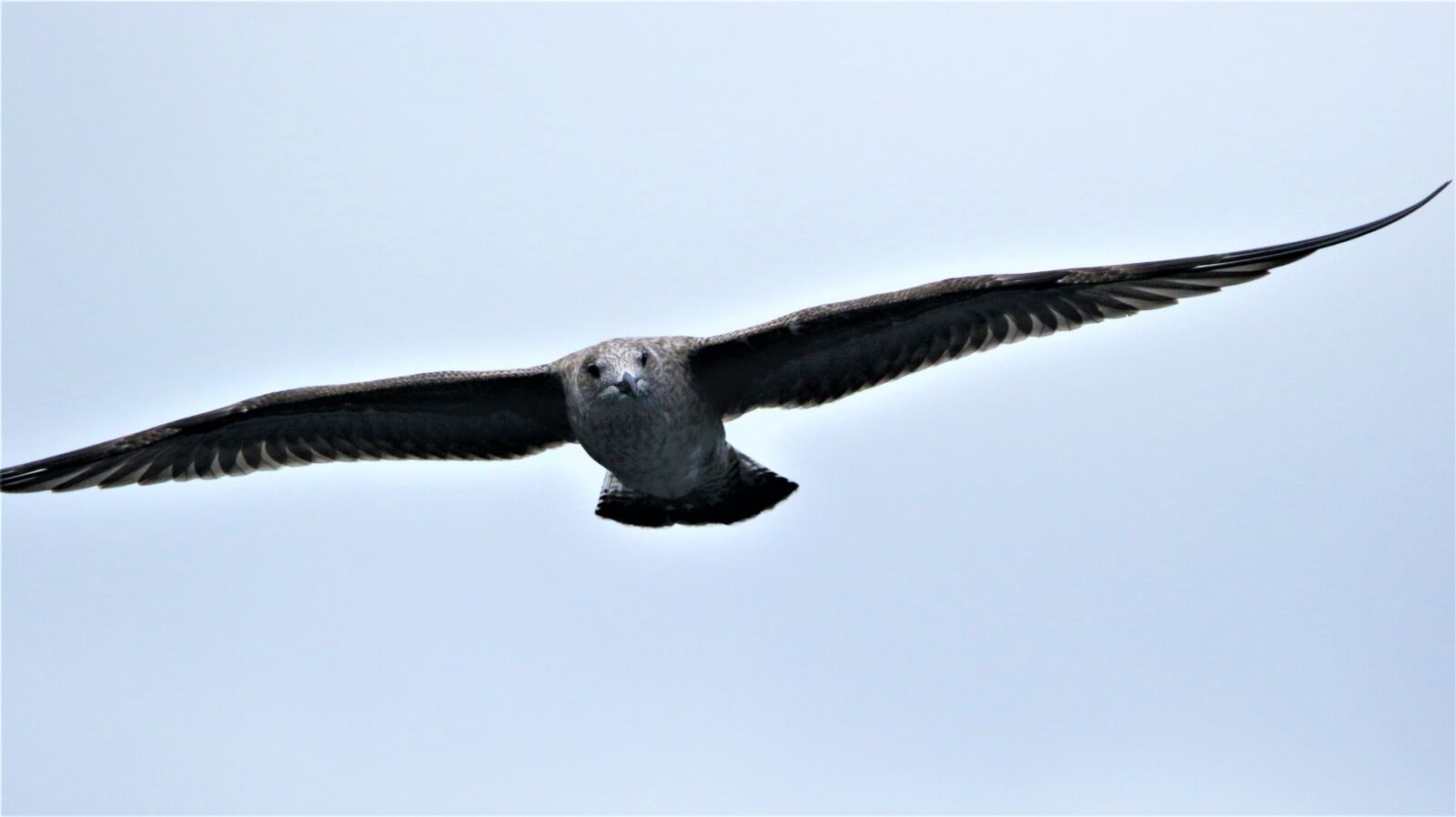 Canon EOS 7D Mark II sample photo. Seagull, gull, bird photography