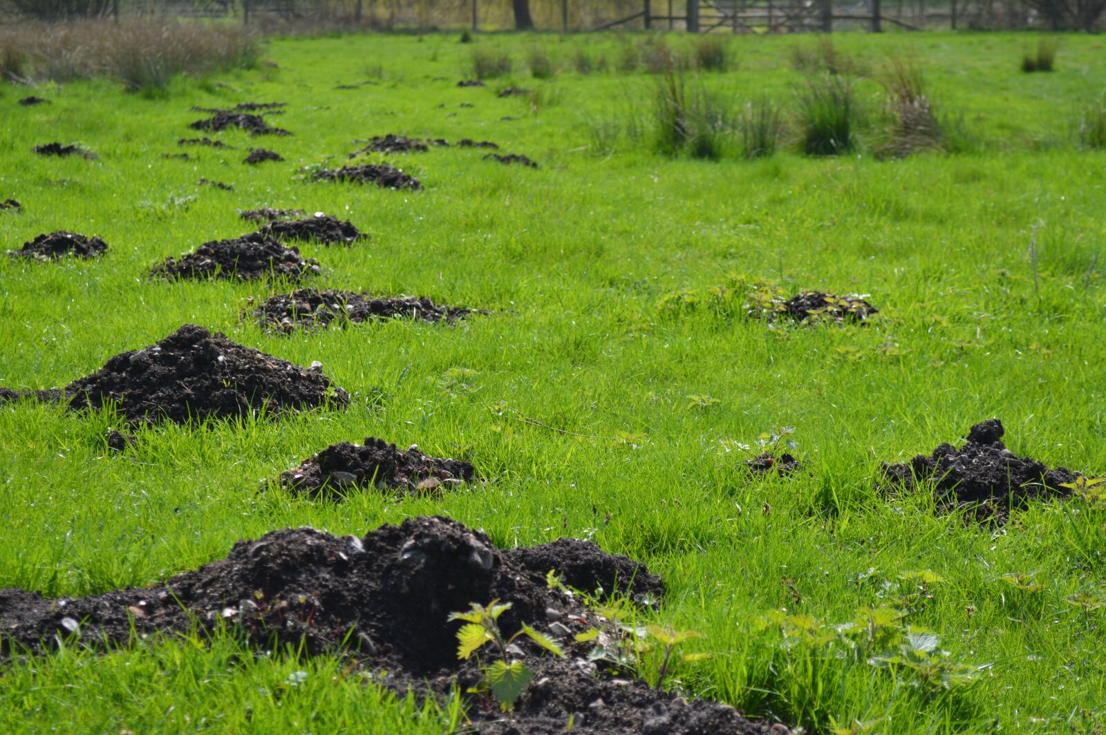 Nikon D3200 sample photo. Grass, nature, landscape photography