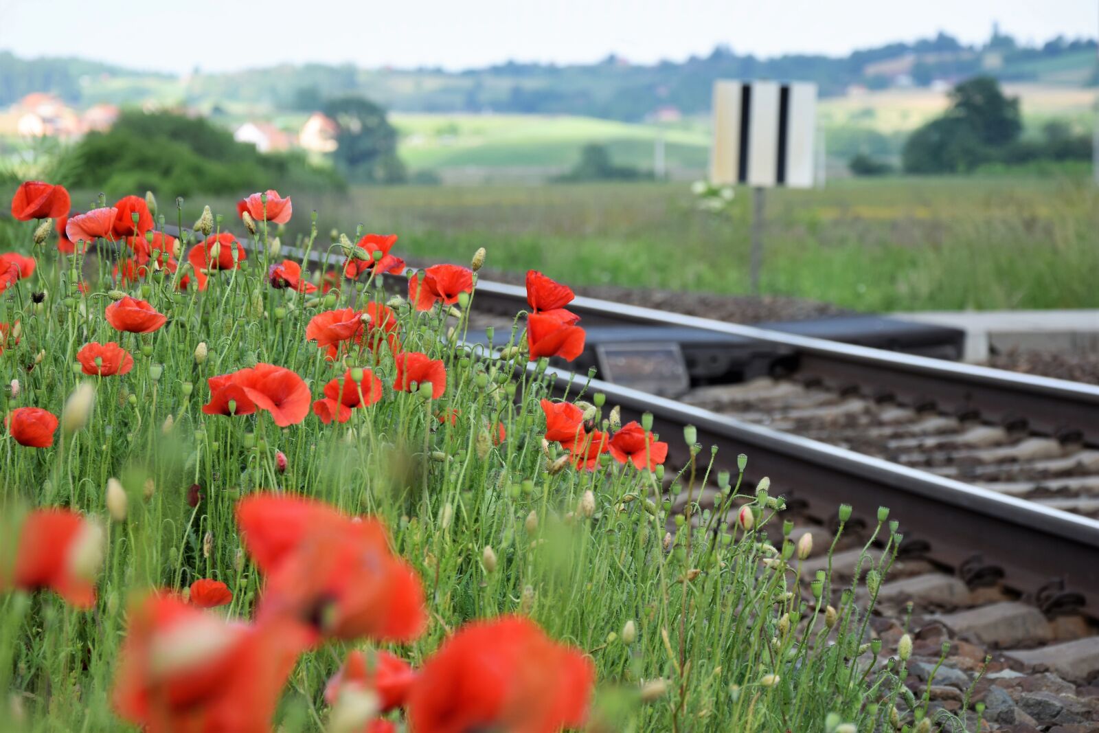 Nikon D3300 sample photo. Red poppy near railway photography
