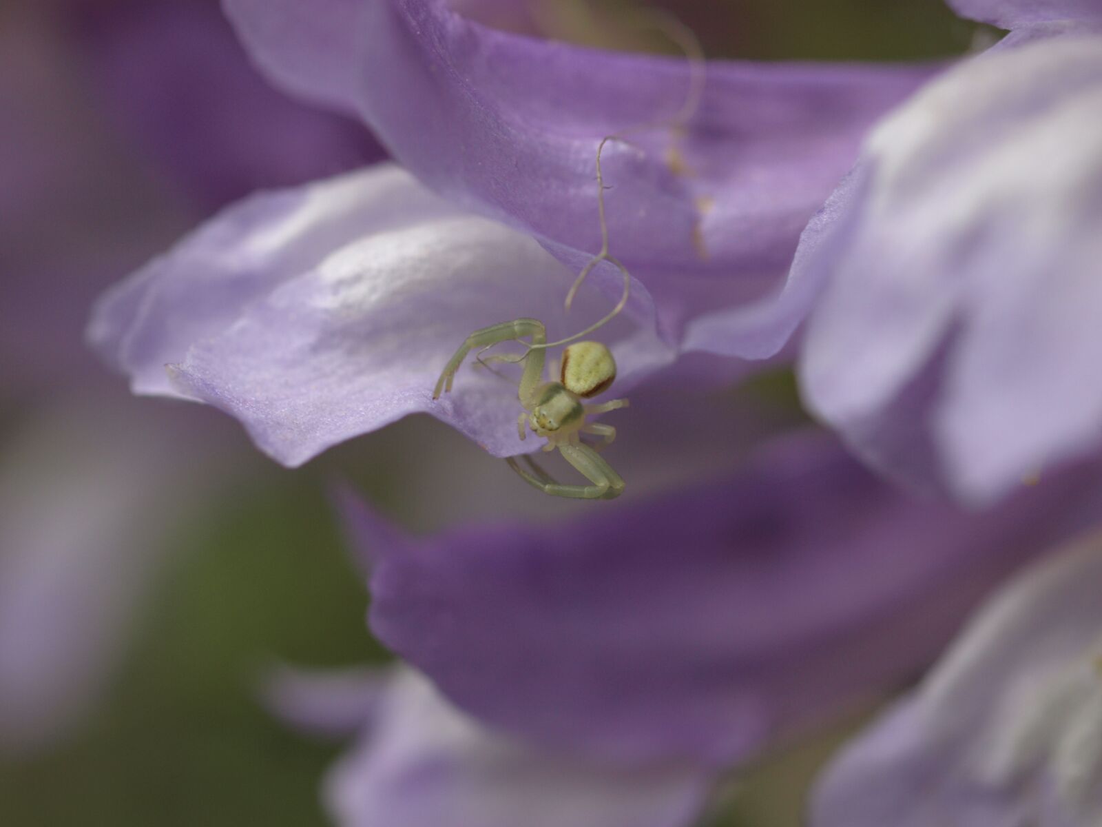 Olympus E-510 (EVOLT E-510) sample photo. Purple, flower, spider photography