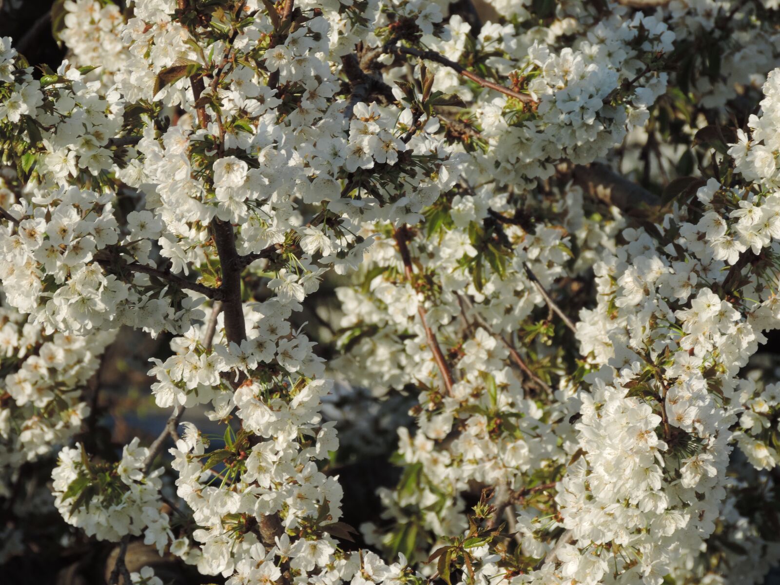 Nikon Coolpix P520 sample photo. Blossom, flower, spring photography