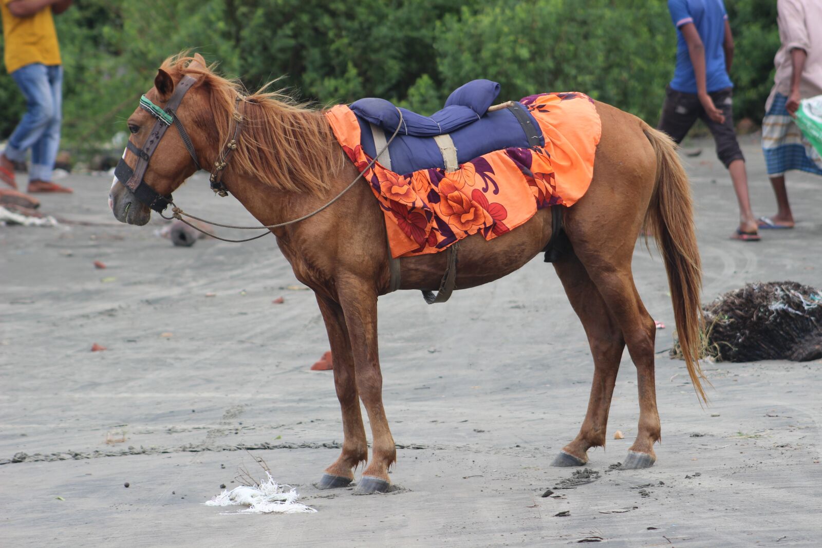 Canon EOS 600D (Rebel EOS T3i / EOS Kiss X5) sample photo. Horse, sea, beach photography