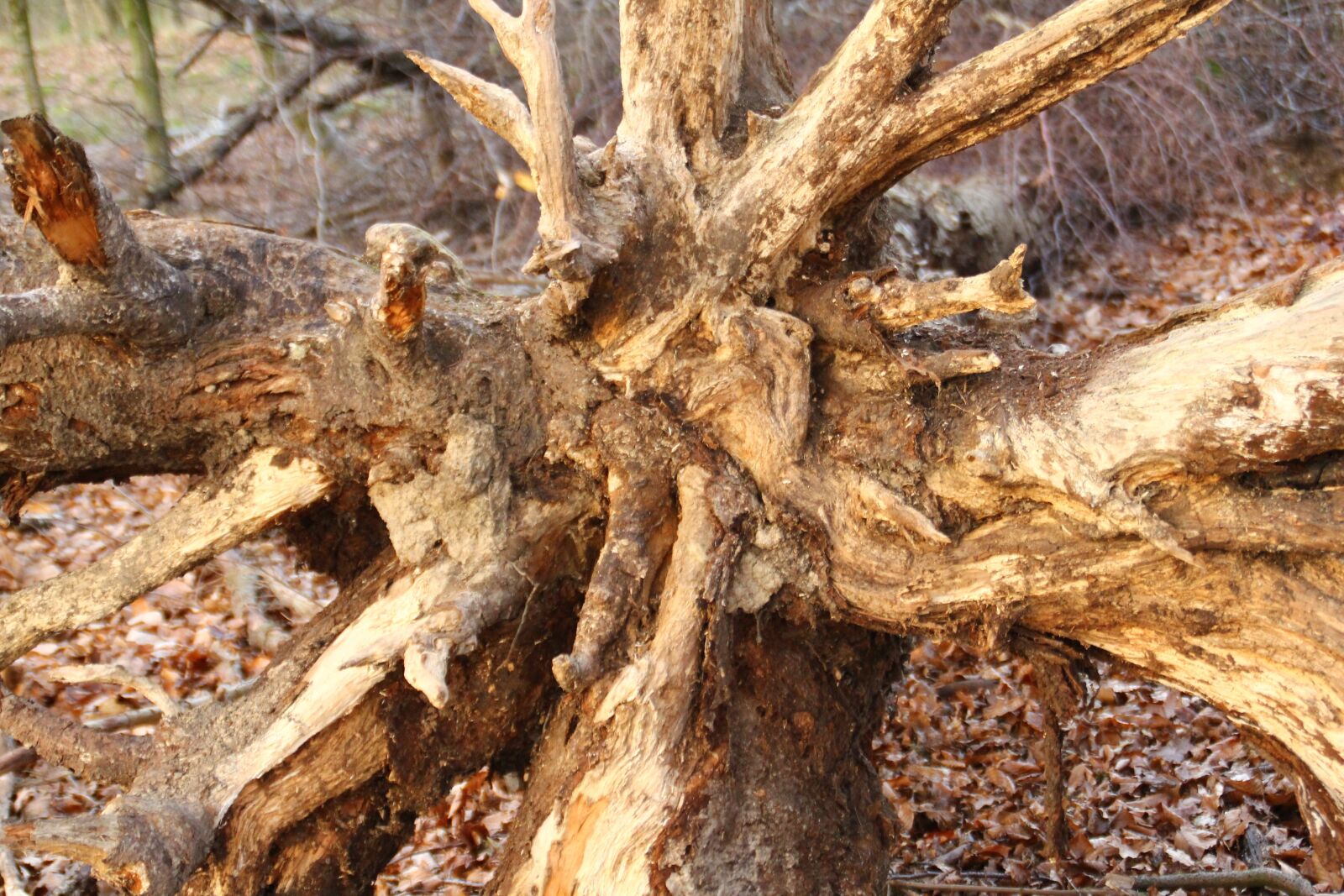 Canon EOS 550D (EOS Rebel T2i / EOS Kiss X4) sample photo. Roots, tree, autum photography