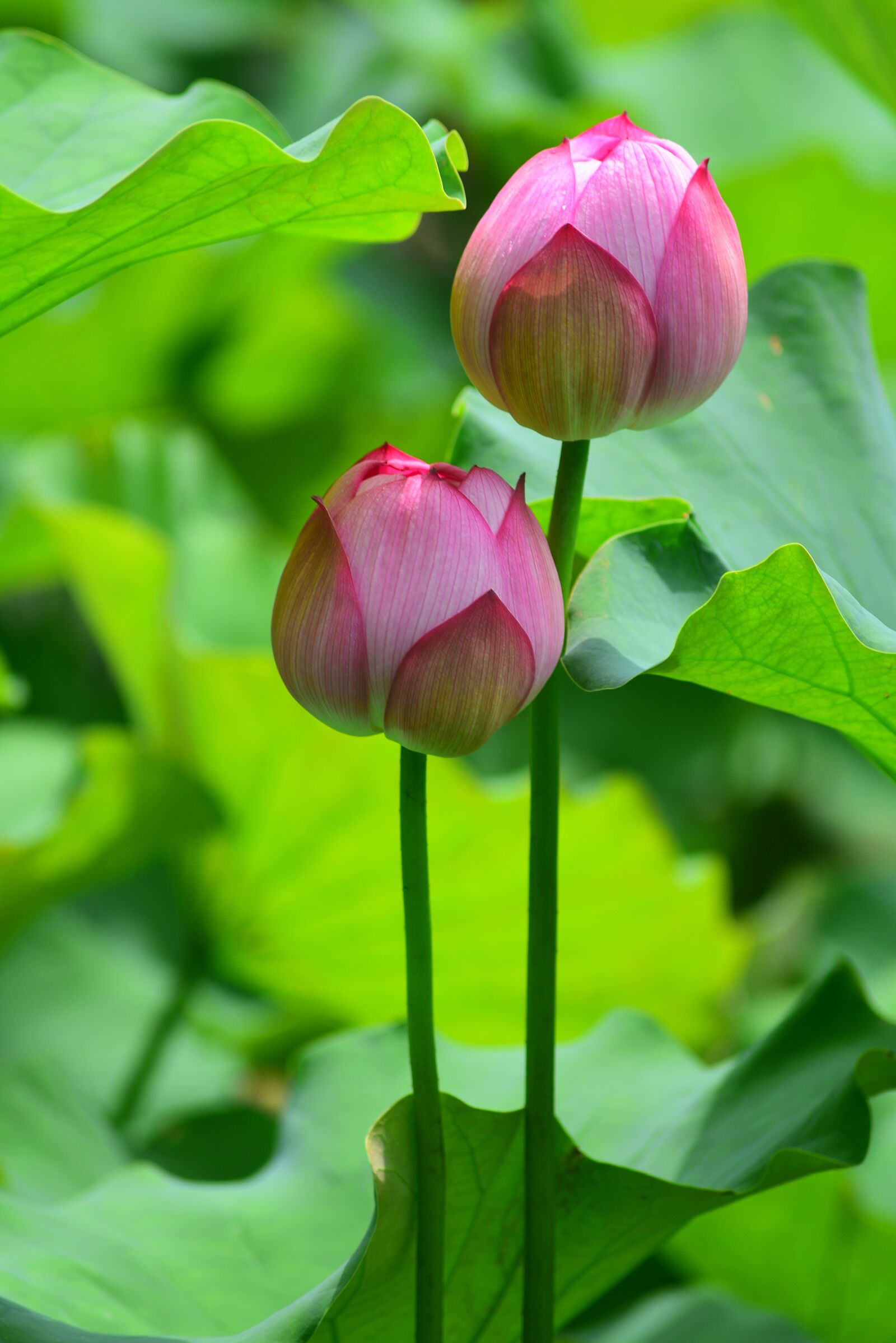 Nikon D750 sample photo. Lotus, flower, plant photography