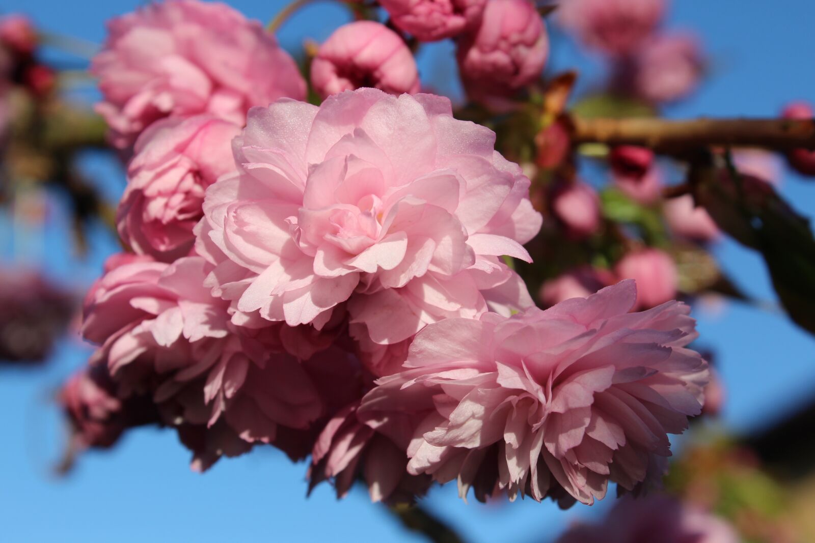 Canon EOS 650D (EOS Rebel T4i / EOS Kiss X6i) sample photo. Blossom, trees, bloom photography